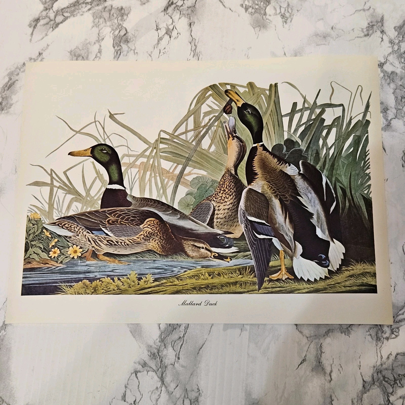 Mallard Duck Print 8-1/2″ x 11-1/2″ Print