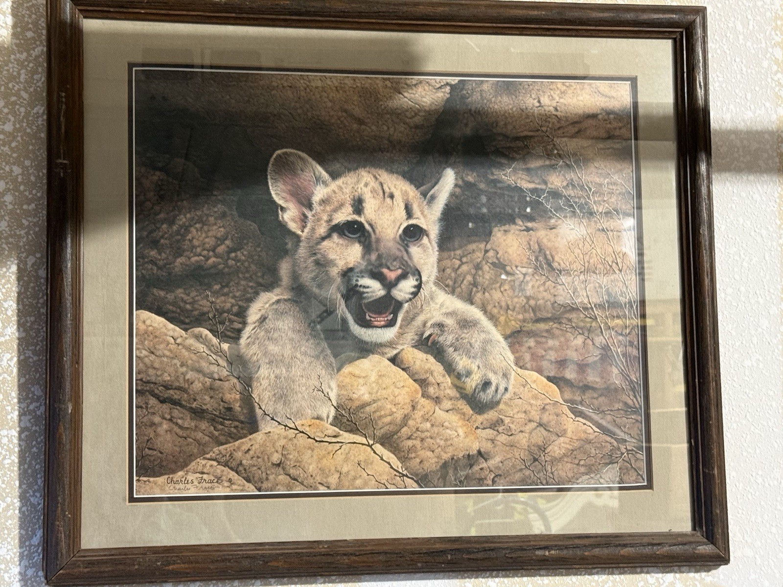 Charles Fracé Cougar Cub Signed Framed Wildlife Art Print Mountain Lion Large