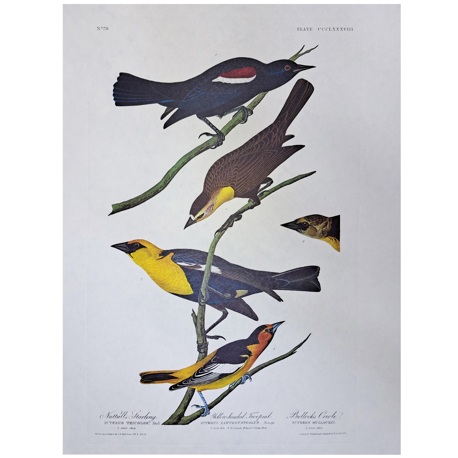 Rare AUDUBON Double-Elephant Folio, Amsterdam Edition, No. 78 STARLING, ORIOLE