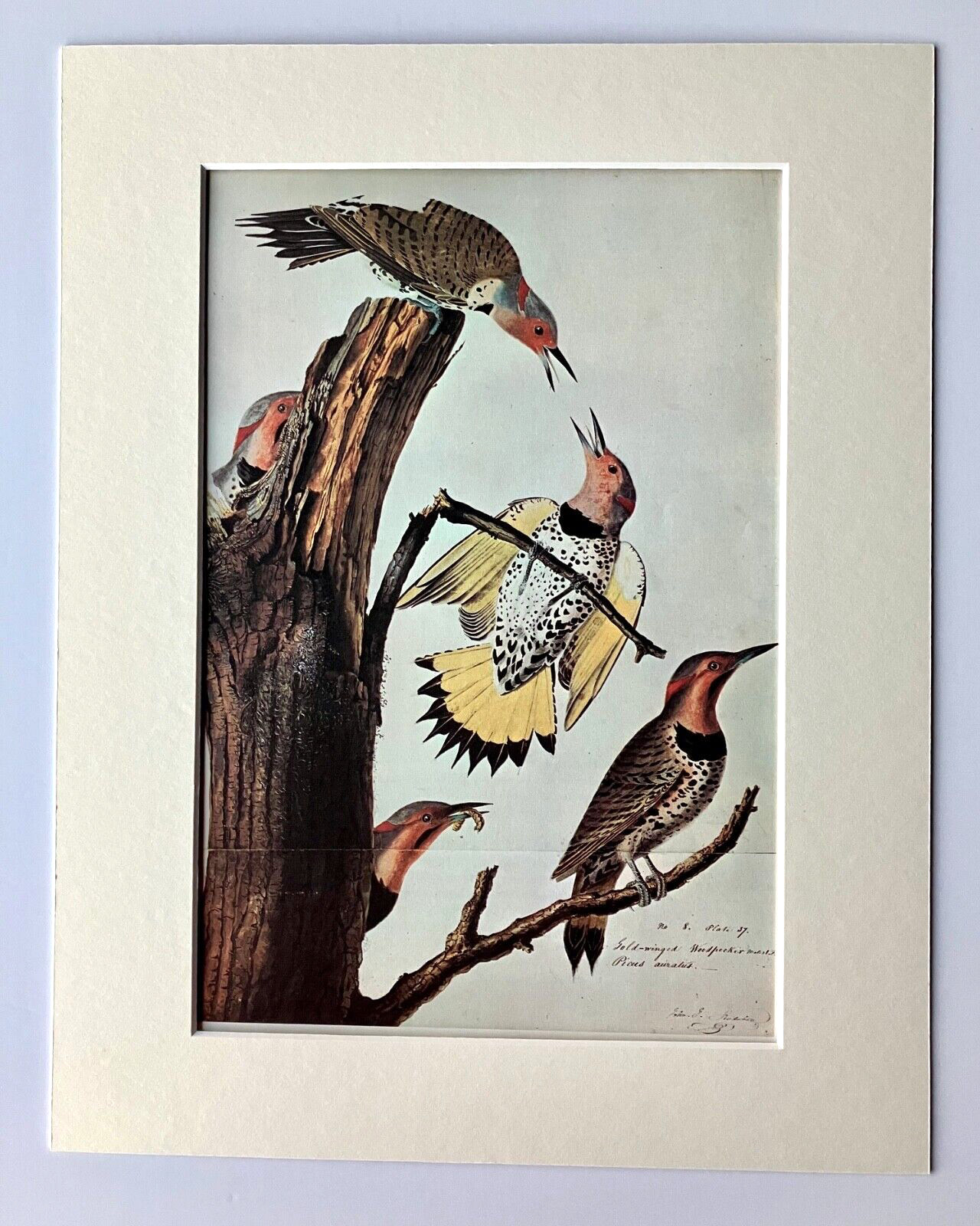 Vintage John James Audubon Matted Print, 1966: Gold Winged Woodpecker