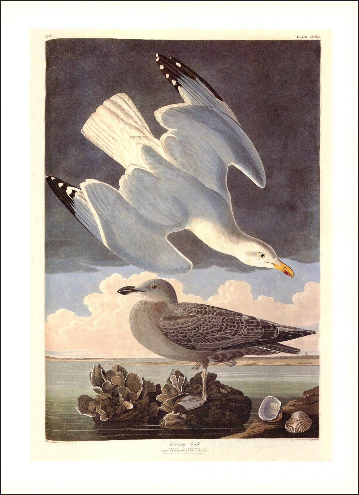 1997 Vintage Print Herring Sea Gull Bird Shells Art Illustration Image Audubon
