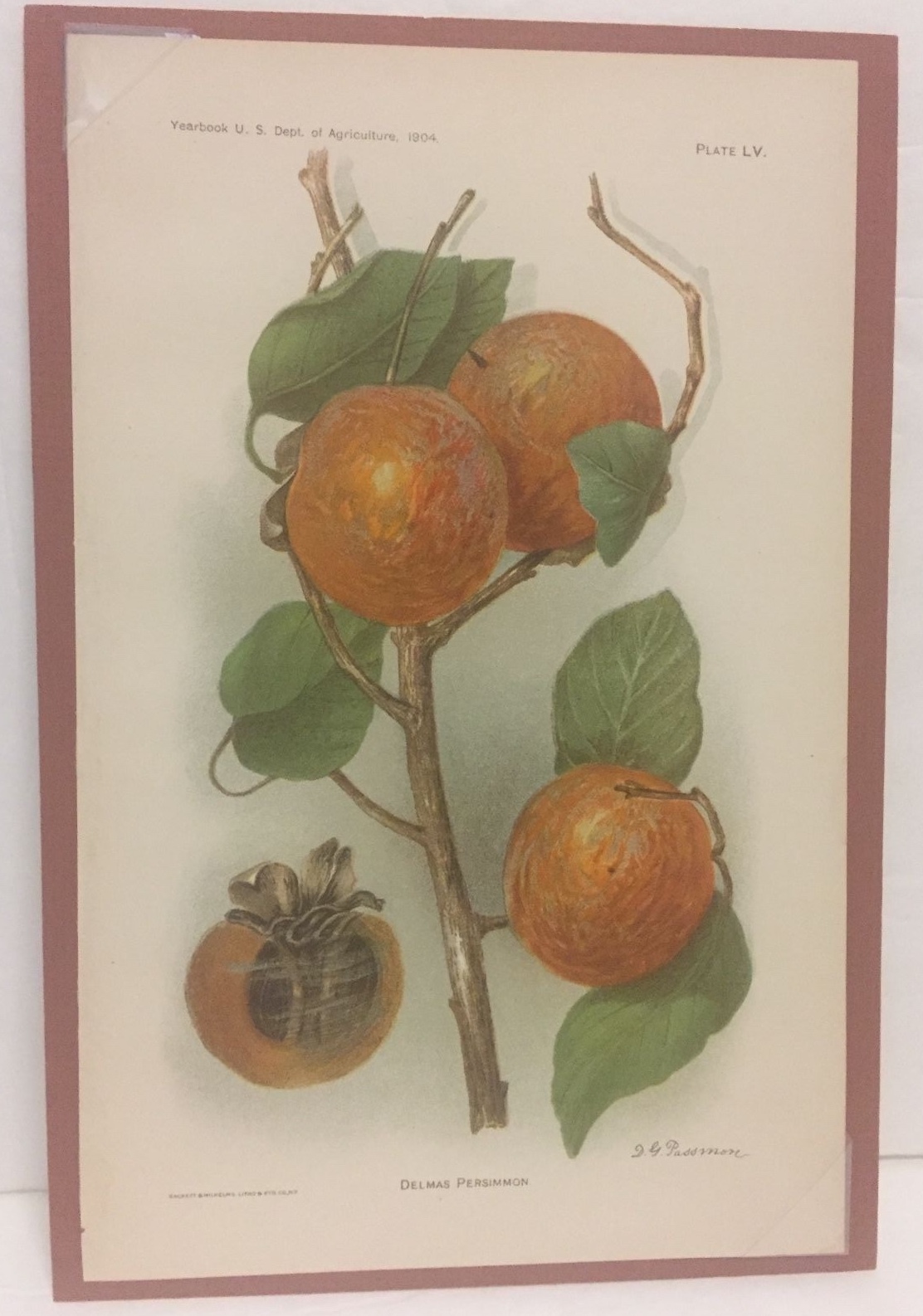 Antique 1904 “Delmas Persimmon” D.G. Passmore Color Litho Plate Print 5 3/4 x 9
