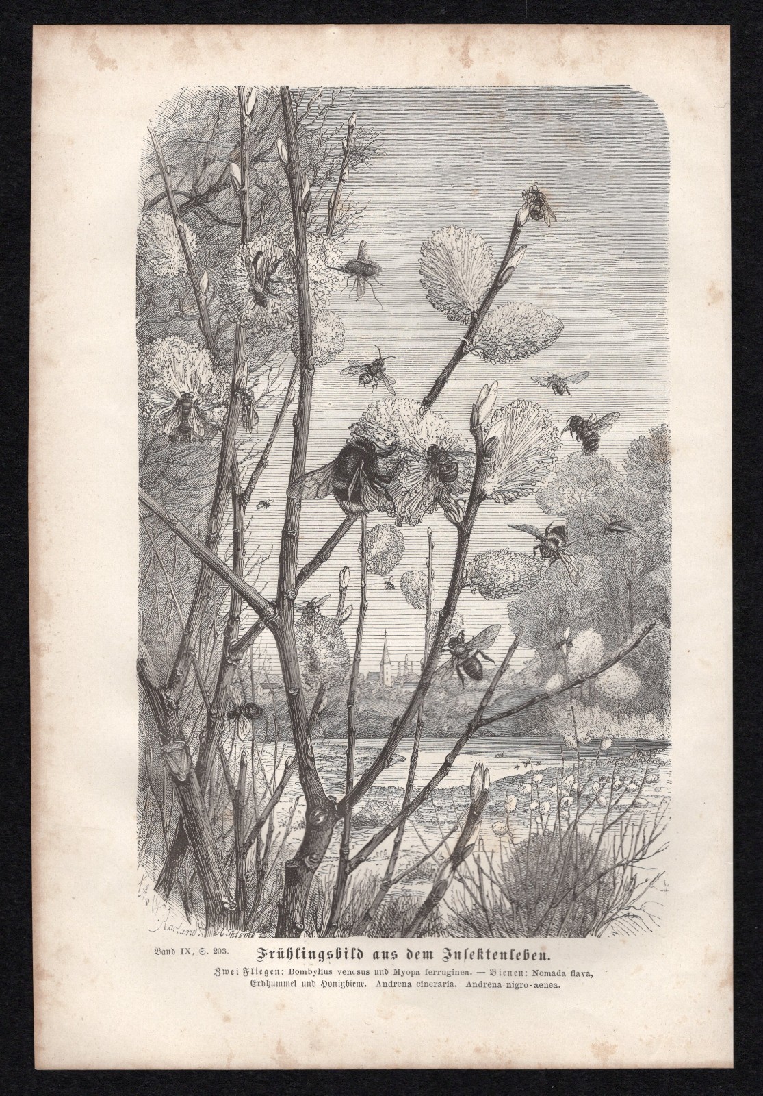 1877 Brehms Thierleben Wood Engraving Spring Bees Original Antique Book Print