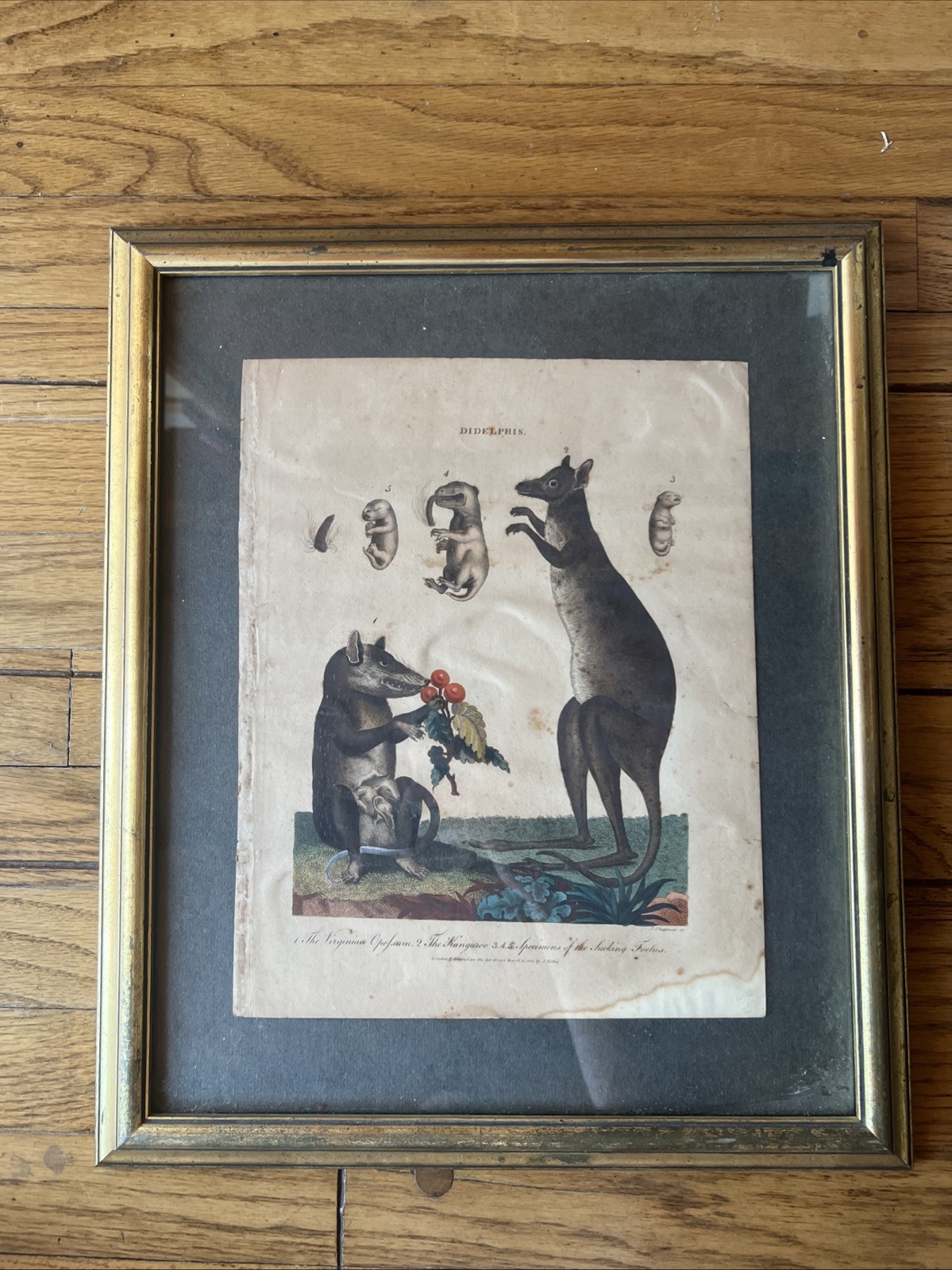 1803 Didelphis Possum Kangaroo & Suckling Pig Fetus Copper Engraving London