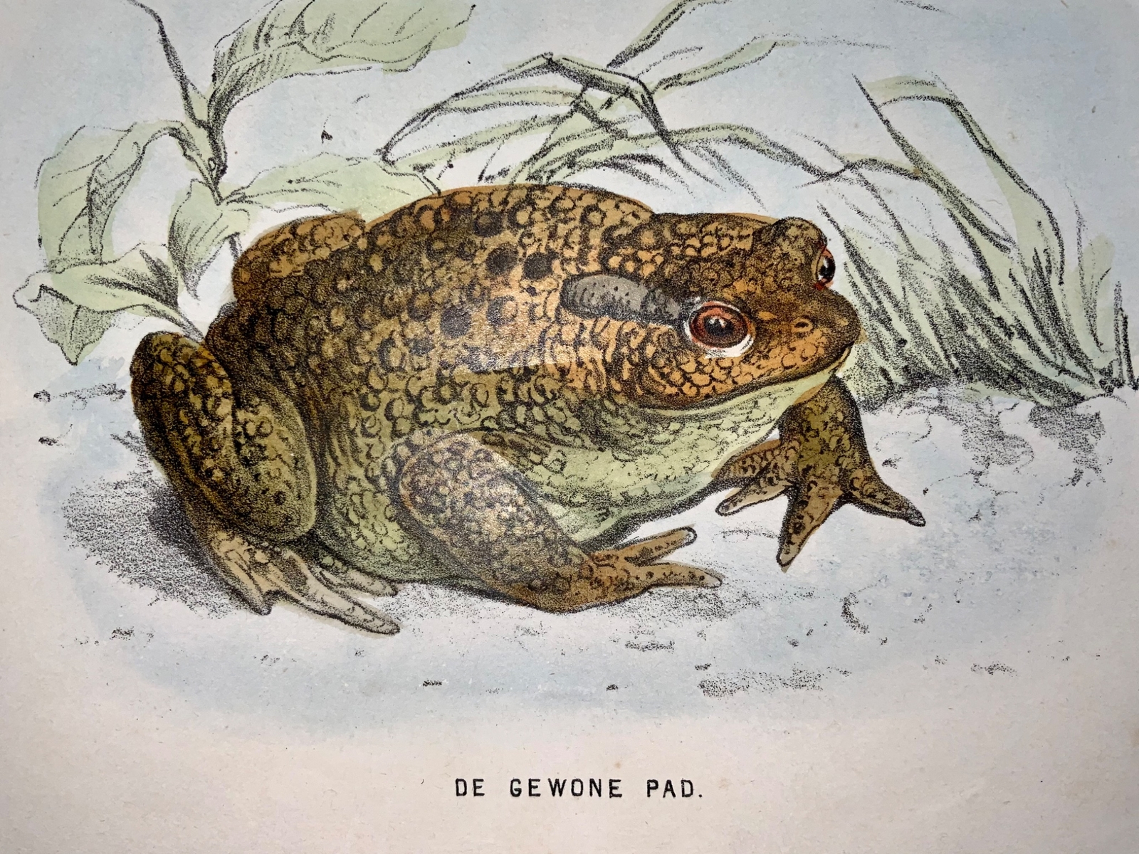 1864 Toad, Frog, amphibian, hand colored stone lithograph