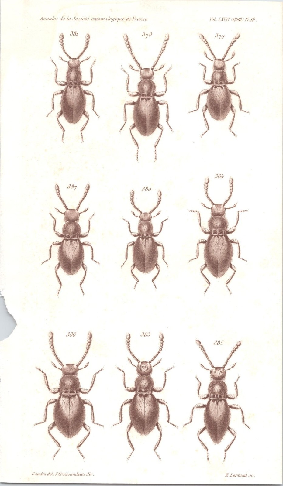 Original 1898 Antique Entomology Print – Insects – Bugs – Beetles