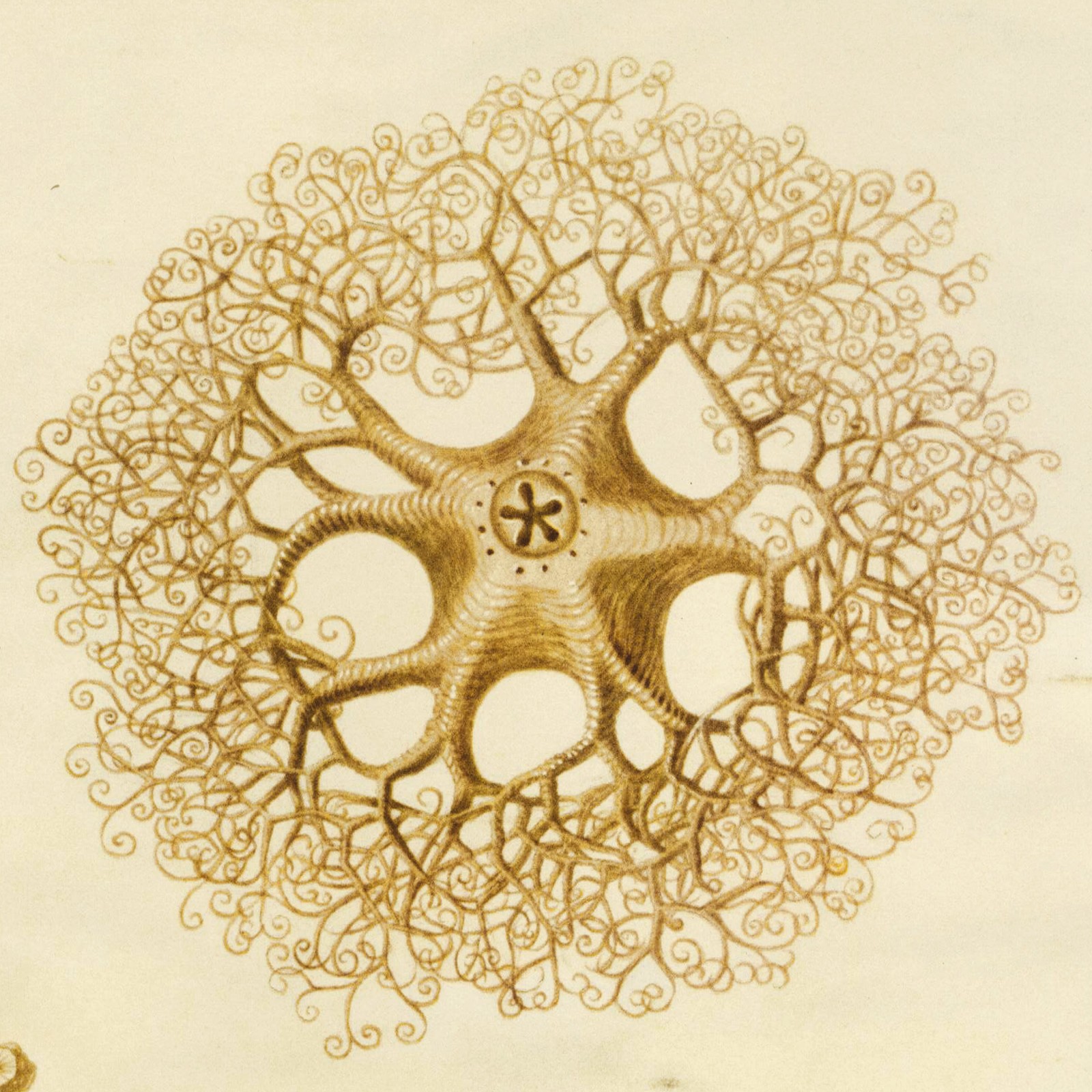 Rare Maria Sibylla Merian’s Watercolors, Superb Museum Edition, Basket Star
