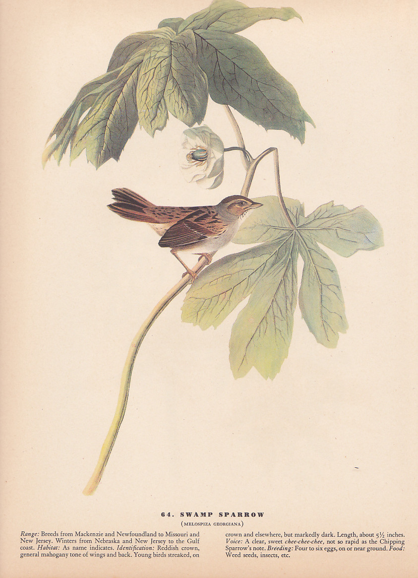 Audubon 1942 Vintage Birds #64 “Swamp Sparrow” Full Color Art Plate Lithograph