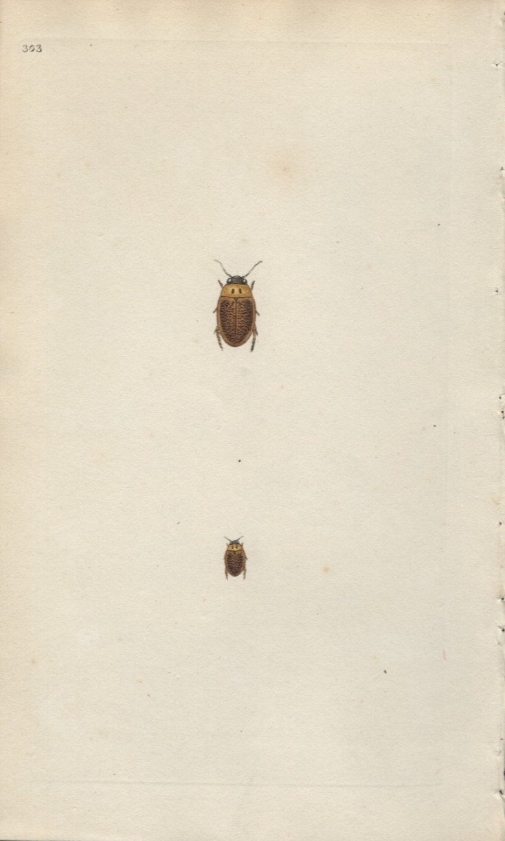 1802 Donovan British Insects Antique Print Two Spot Boat Beetle