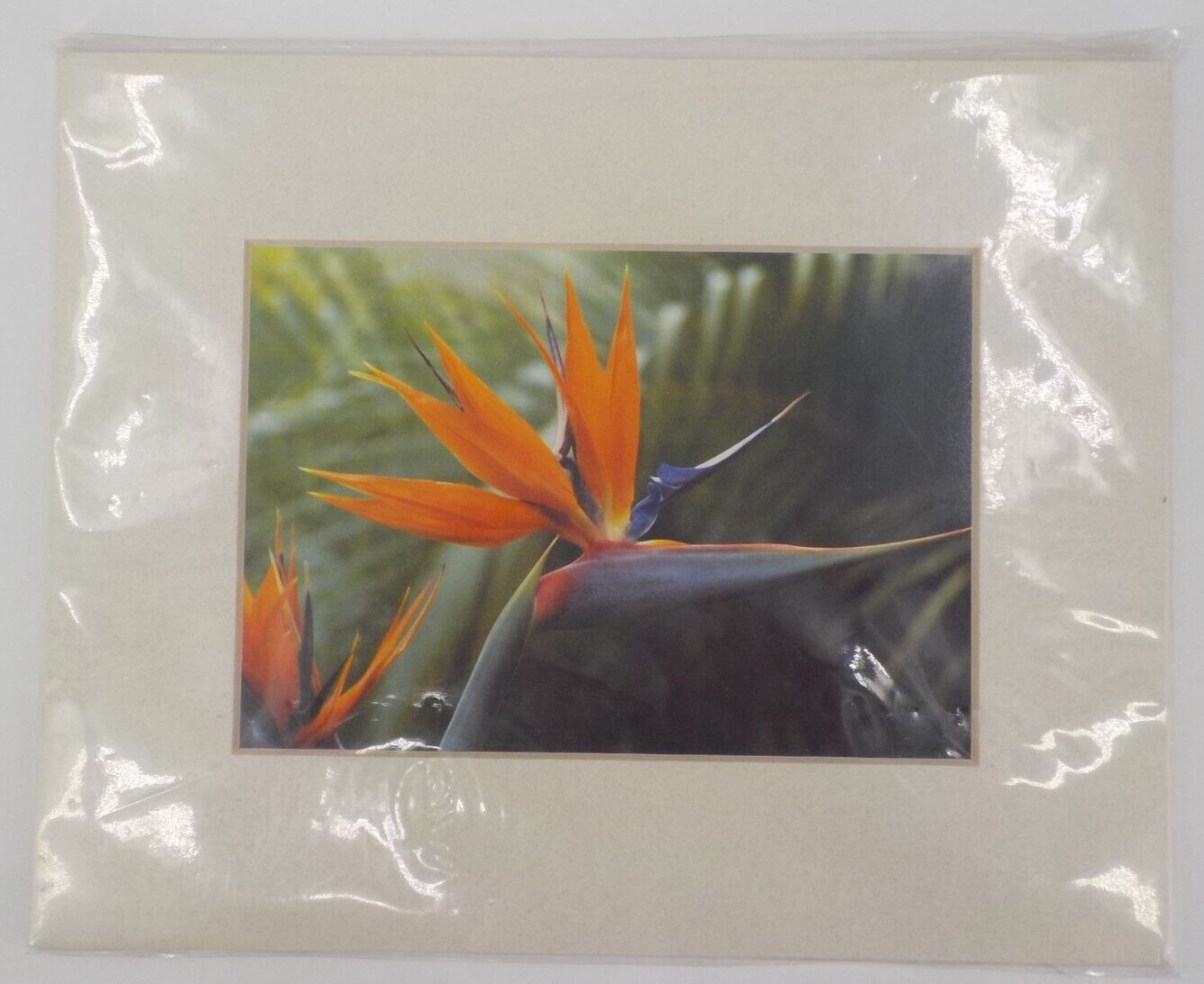PHOTOGRAPH ART PRINT BIRD OF PARADISE FLOWER LANDSCAPE MATTED RECTANGLE COLORFUL