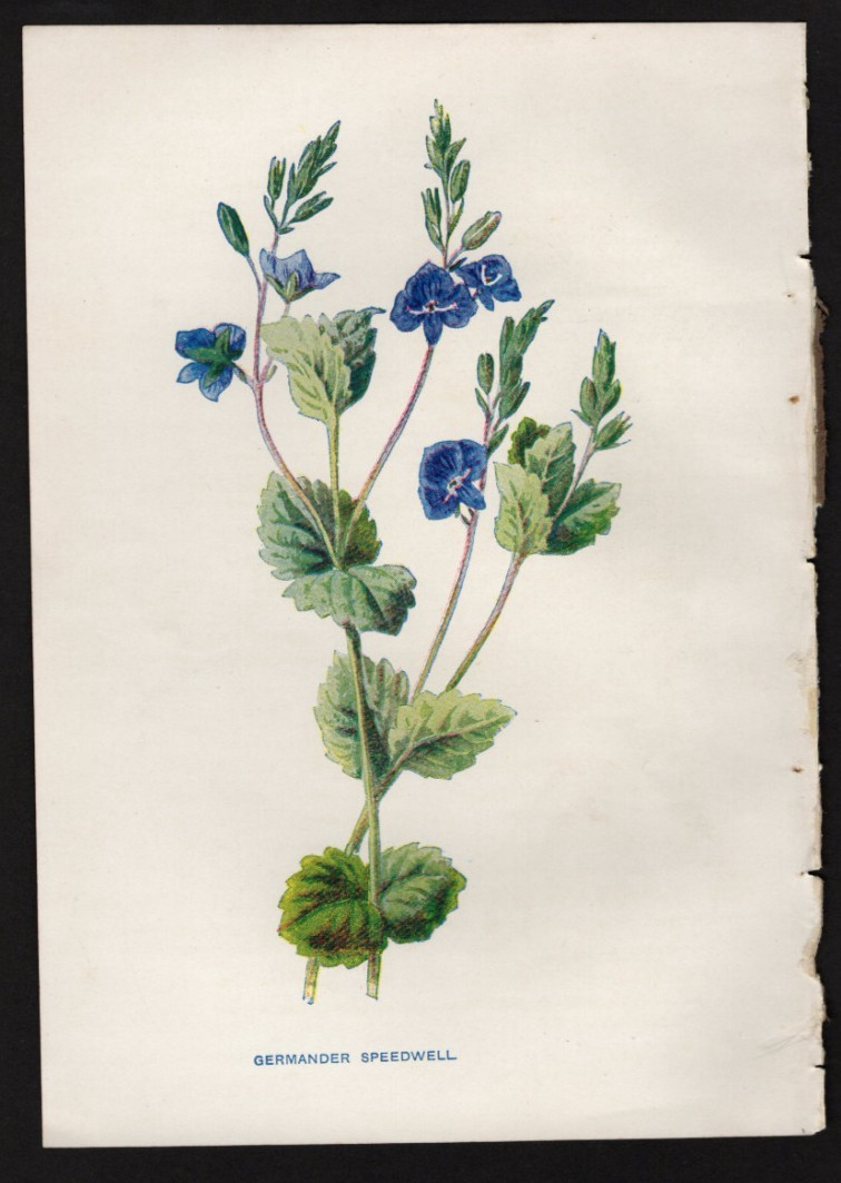 c1902 Hulme Familiar Wild Flowers Antique Print Germander Speedwell