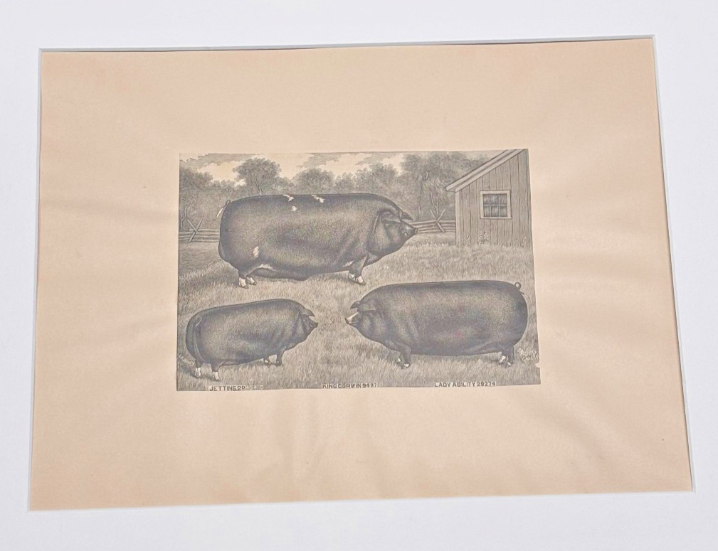 Berkshire Pig Engraving Antique 3 Named Hogs Breeders Gazette 1890s Farmhouse