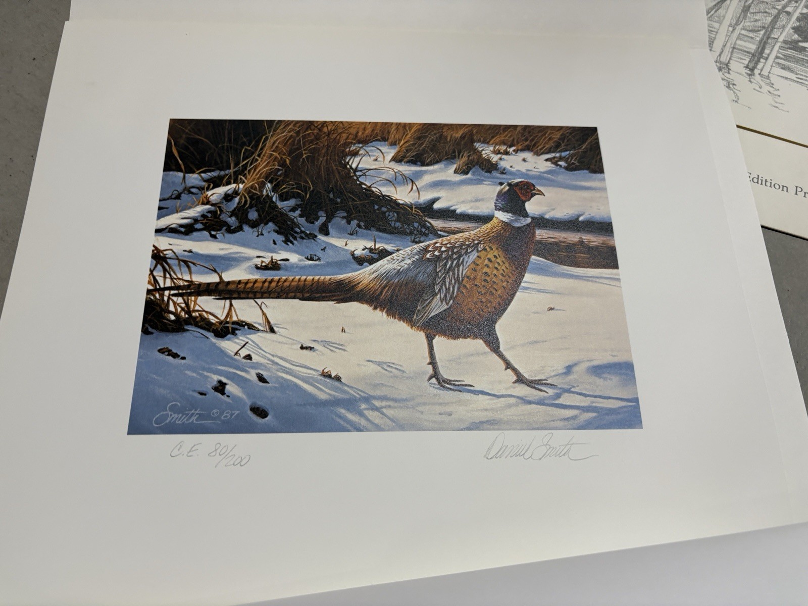1988 Minnesota Pheasant Habitat Stamp Print with Stamp Limited Edition 80/200