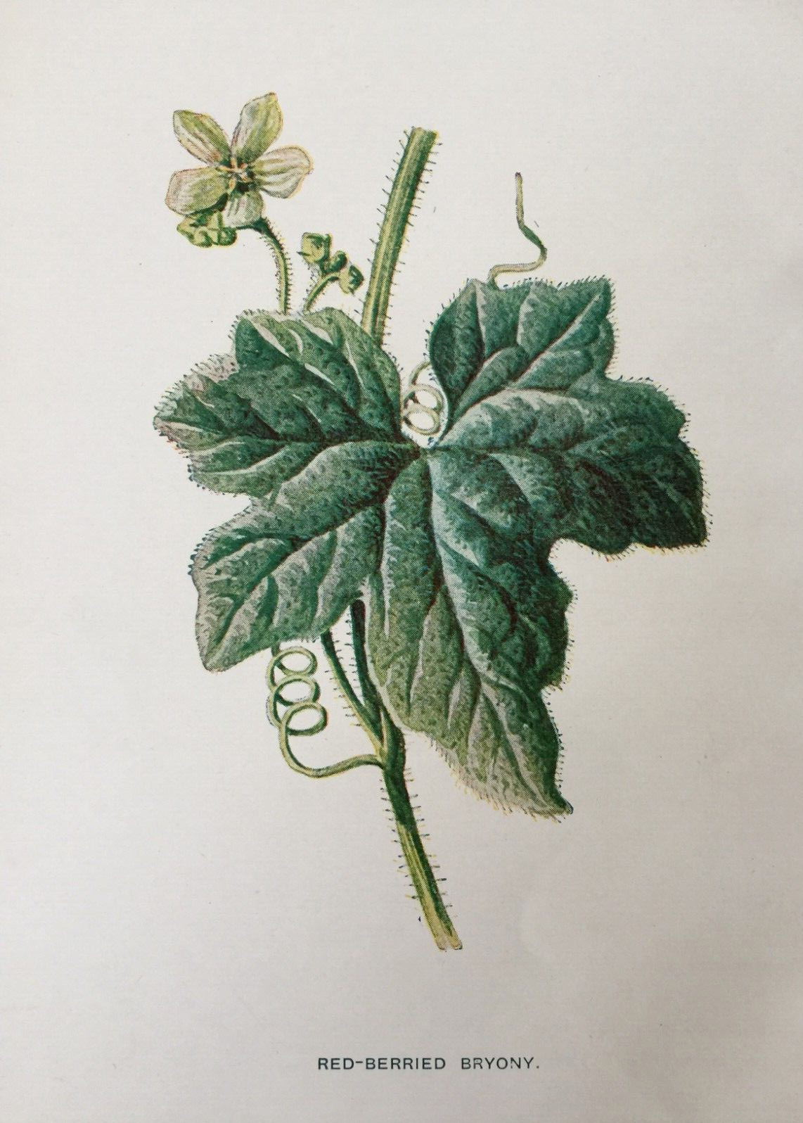 Antique Print Red Berried Bryony c1900s Wild Flowers Hulme Botanical Gardens
