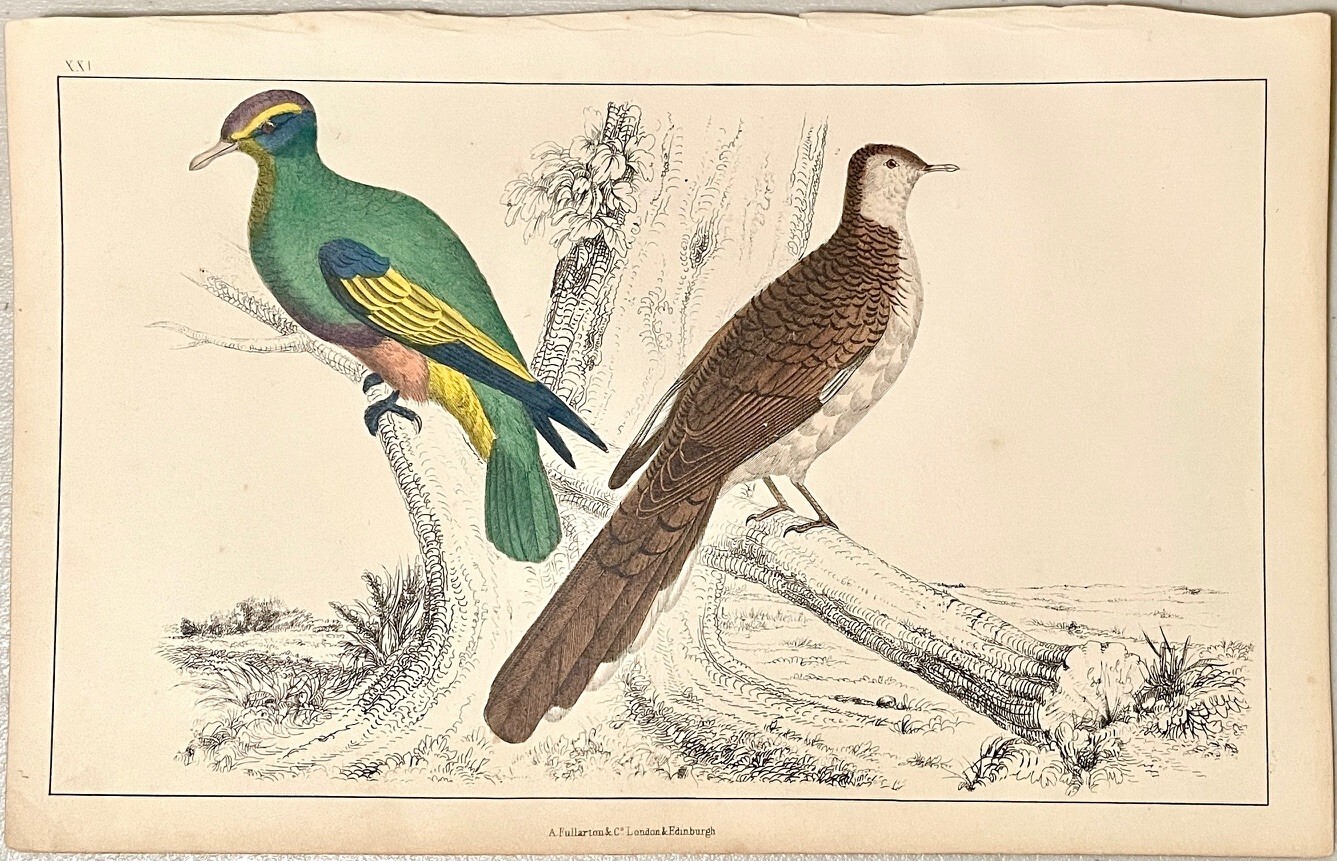 History of Earth and Animated Nature hand colored pigeon bird engraving 1850
