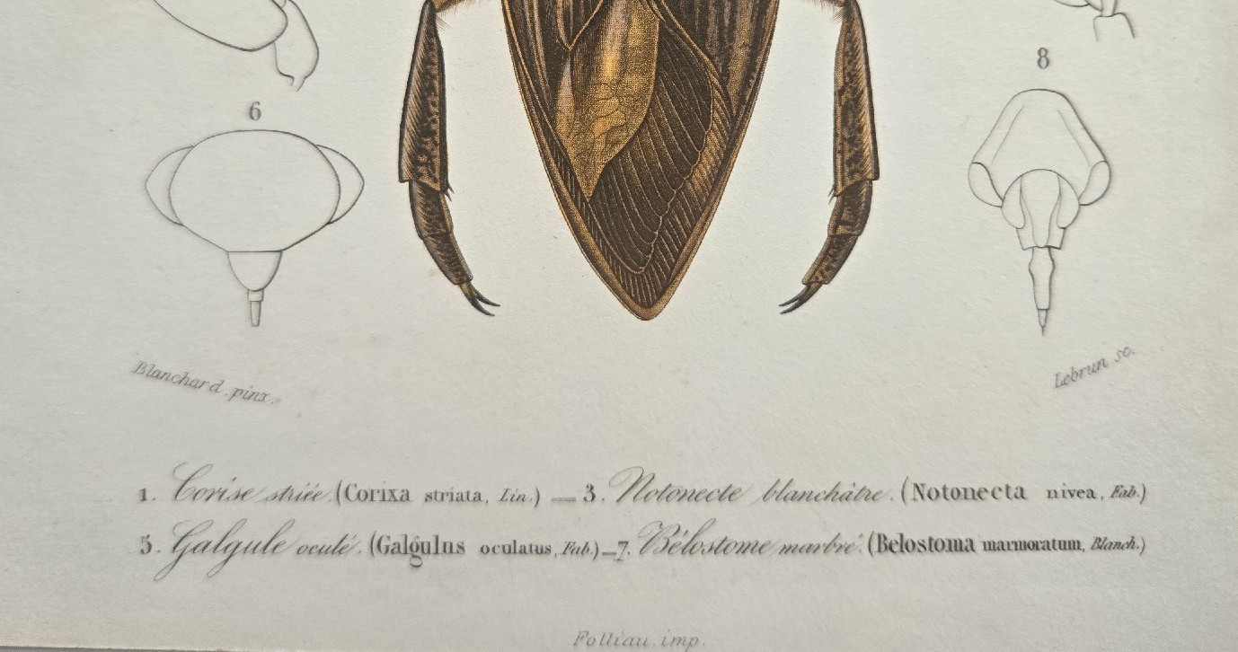 Rare 1849 d’Orbigny DICT. UNIV. D’HIST. Beetles/Insect/Antique H/C Print Plate#4