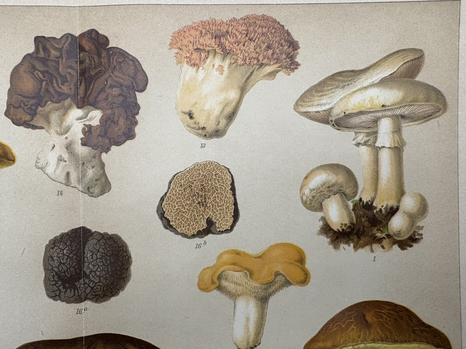 Original Graphic Flora: Mushrooms Mushrooms Chromolithograph Circa 1900