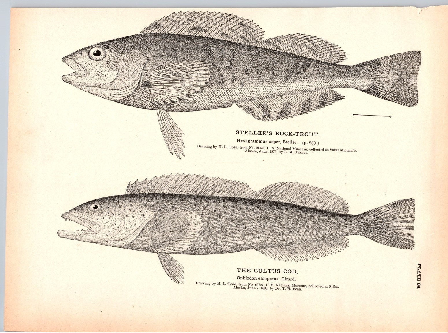 1884 Fish Print, Steller’s Rock Trout, Cultus Cod, Vintage Print