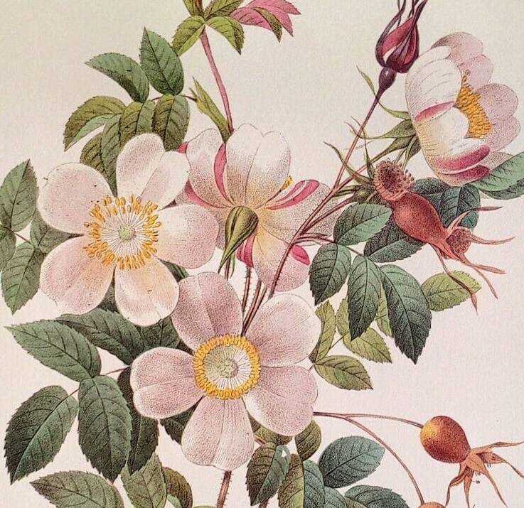 P. J. Redoute Flowers Rosier De Candolle Botanical Art Print Book Plate 130