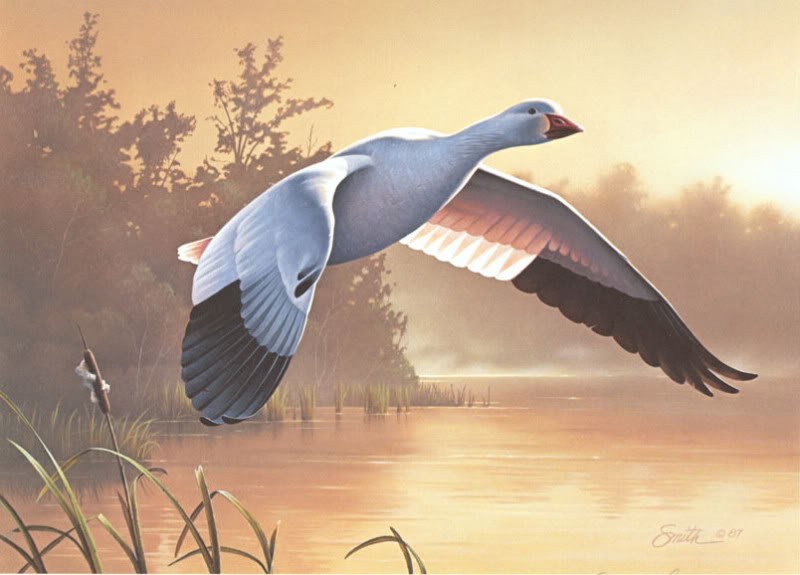 Daniel Smith Lesser Snow Goose – Medallion Edition 1988 Federal Duck Stamp