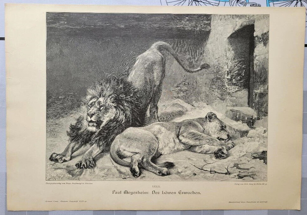 Lions, lions in the zoo By Paul Meyerheim 433