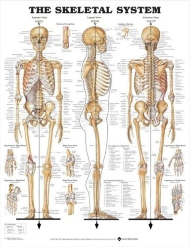 SKELETAL SYSTEM POSTER (66X51CM) ANATOMICAL CHART HUMAN BODY MEDICAL