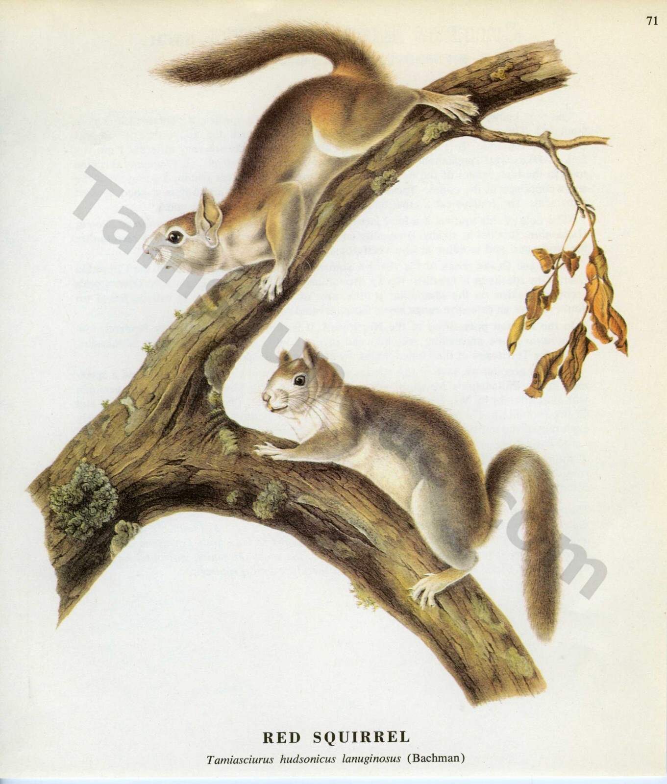 1968 John James & John Woodhouse Audubon RED SQUIRREL Book Page Art (1474)