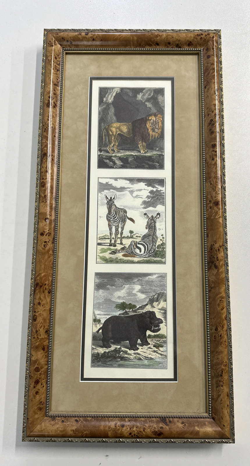 Print Frame Mat 14×30.25″ Burlwood Buffon Engraving Lion Zebra Hippo Africa
