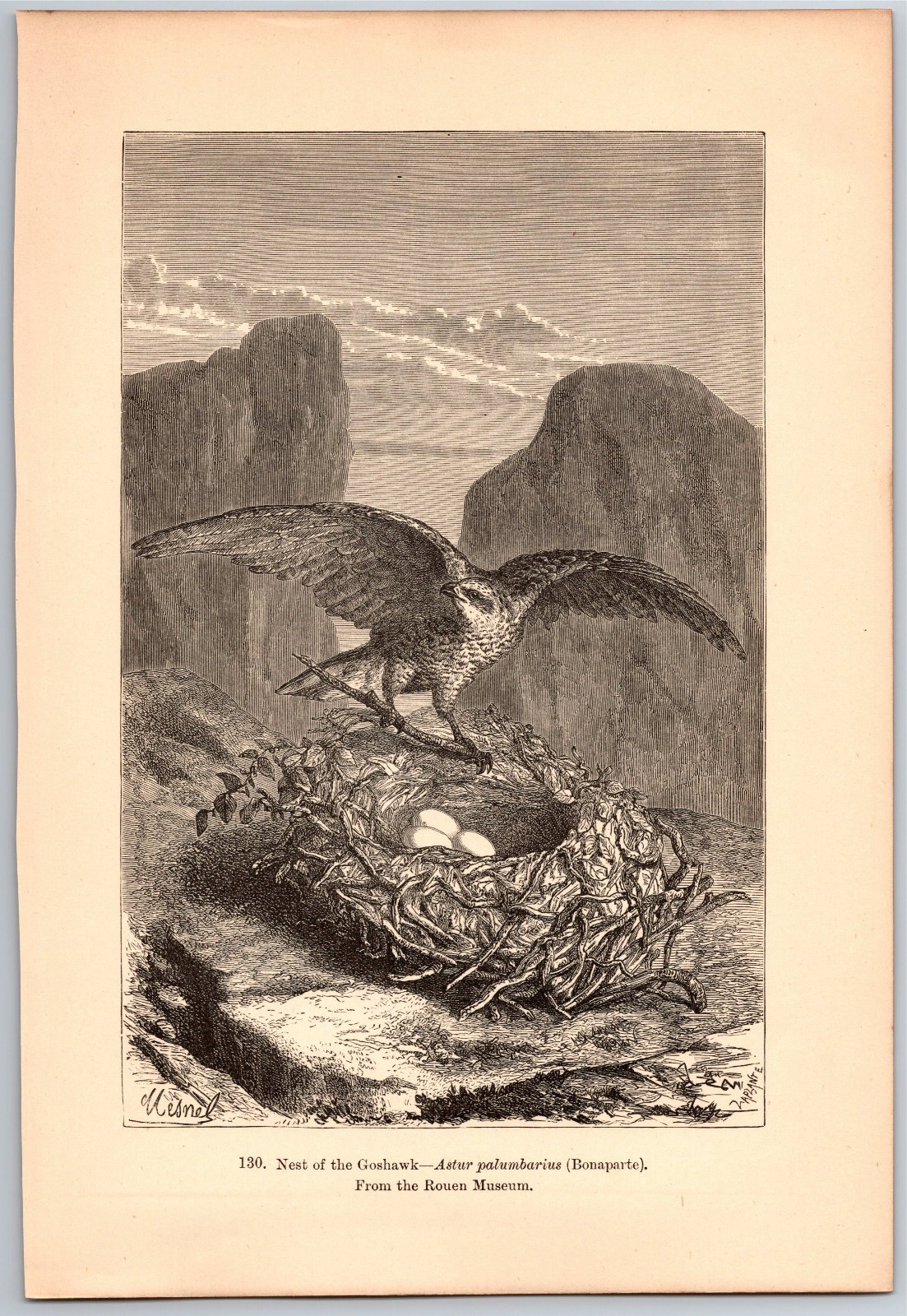 1882 Antique Print Engraving on Wood – Goshawk, Nest, Eggs, Birds