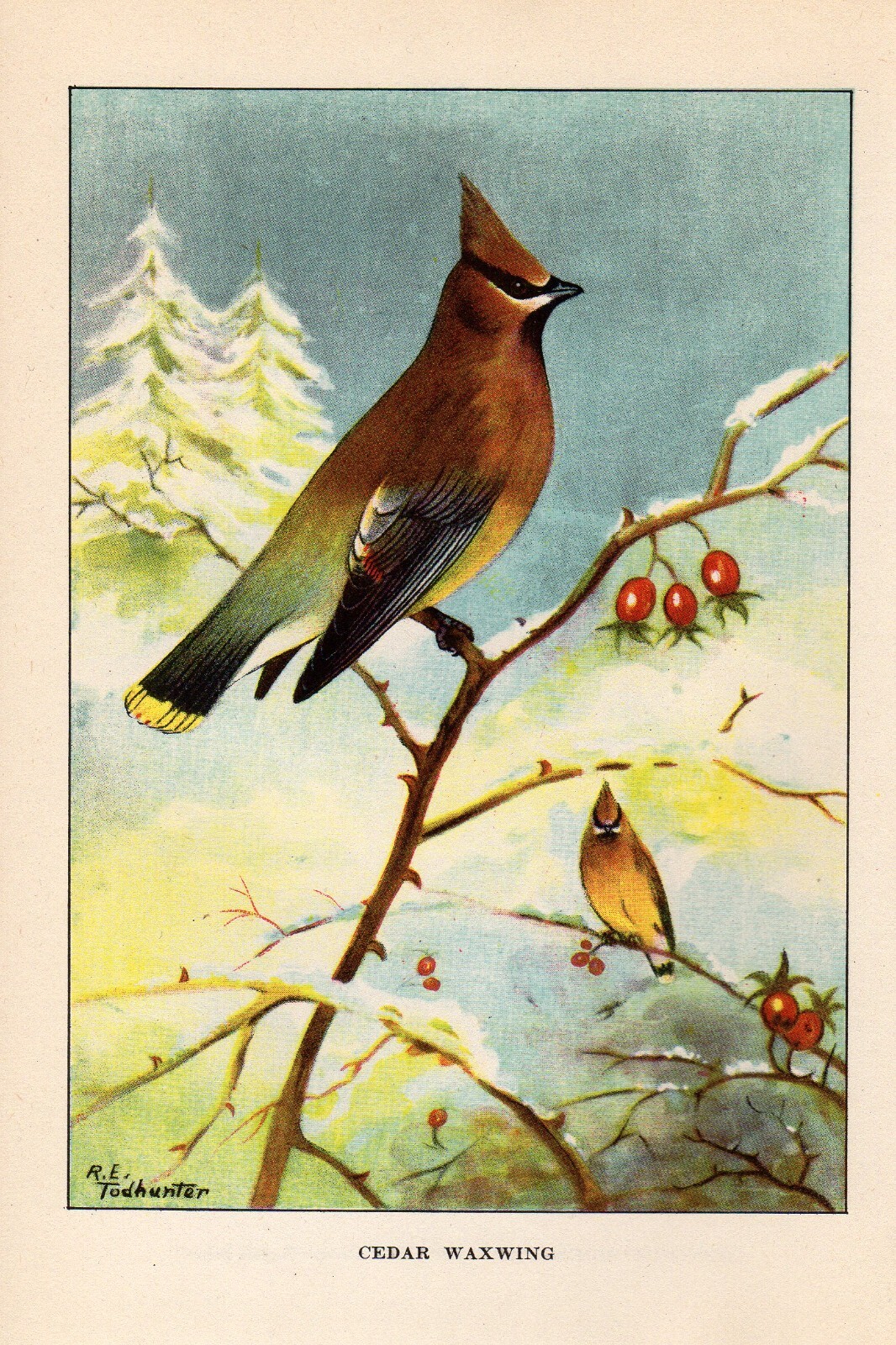 1926 Vintage TODHUNTER BIRDS “CEDAR WAXWING” GORGEOUS Full COLOR Art Plate Litho