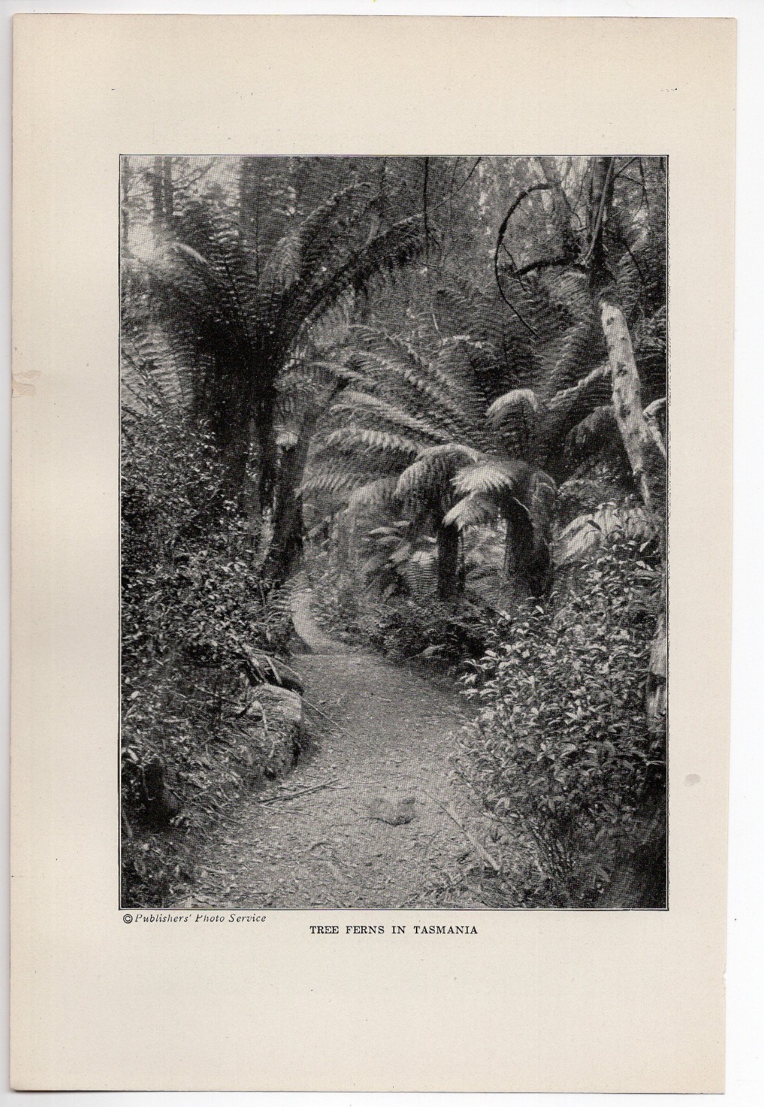 Tahiti Volcanic Peak Morea & Tasmania Tree Ferns 1921 Antique Print