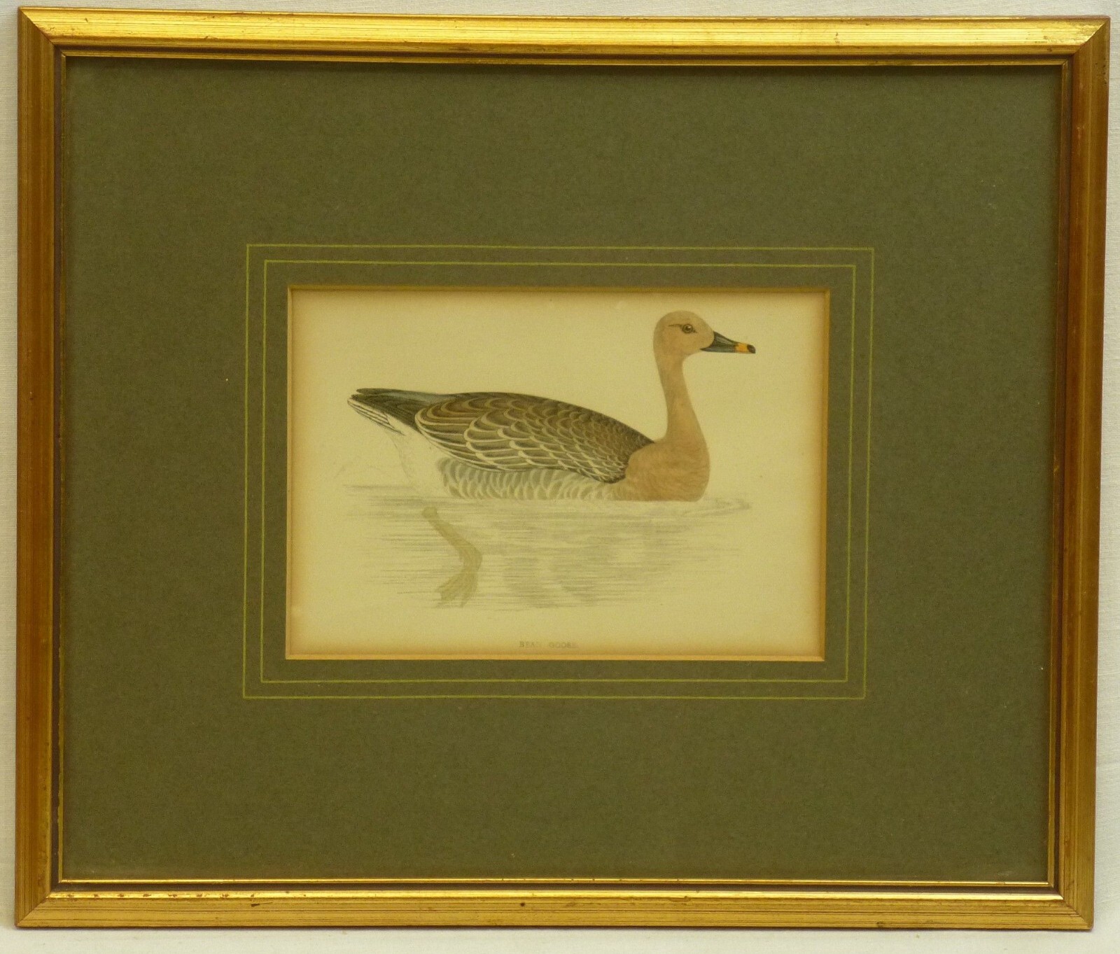 (B1700) Colored Engraving “Goose ~ Bean Goose ~ Seed Goose” Artist: Unknown