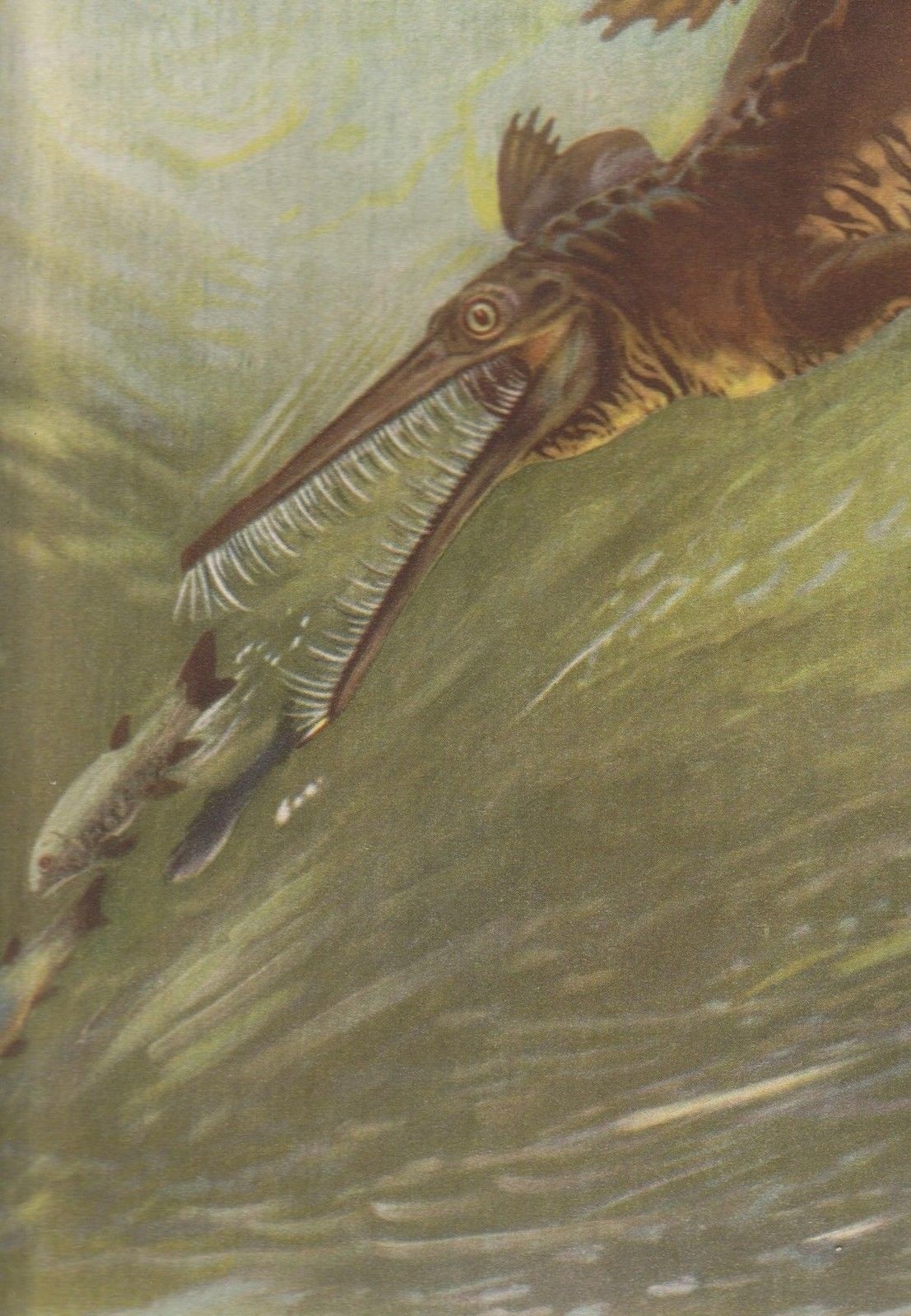 Prehistoric Reptile MESOSAURUS Color Print By Z Burian 1963 VF Clean 9×13″