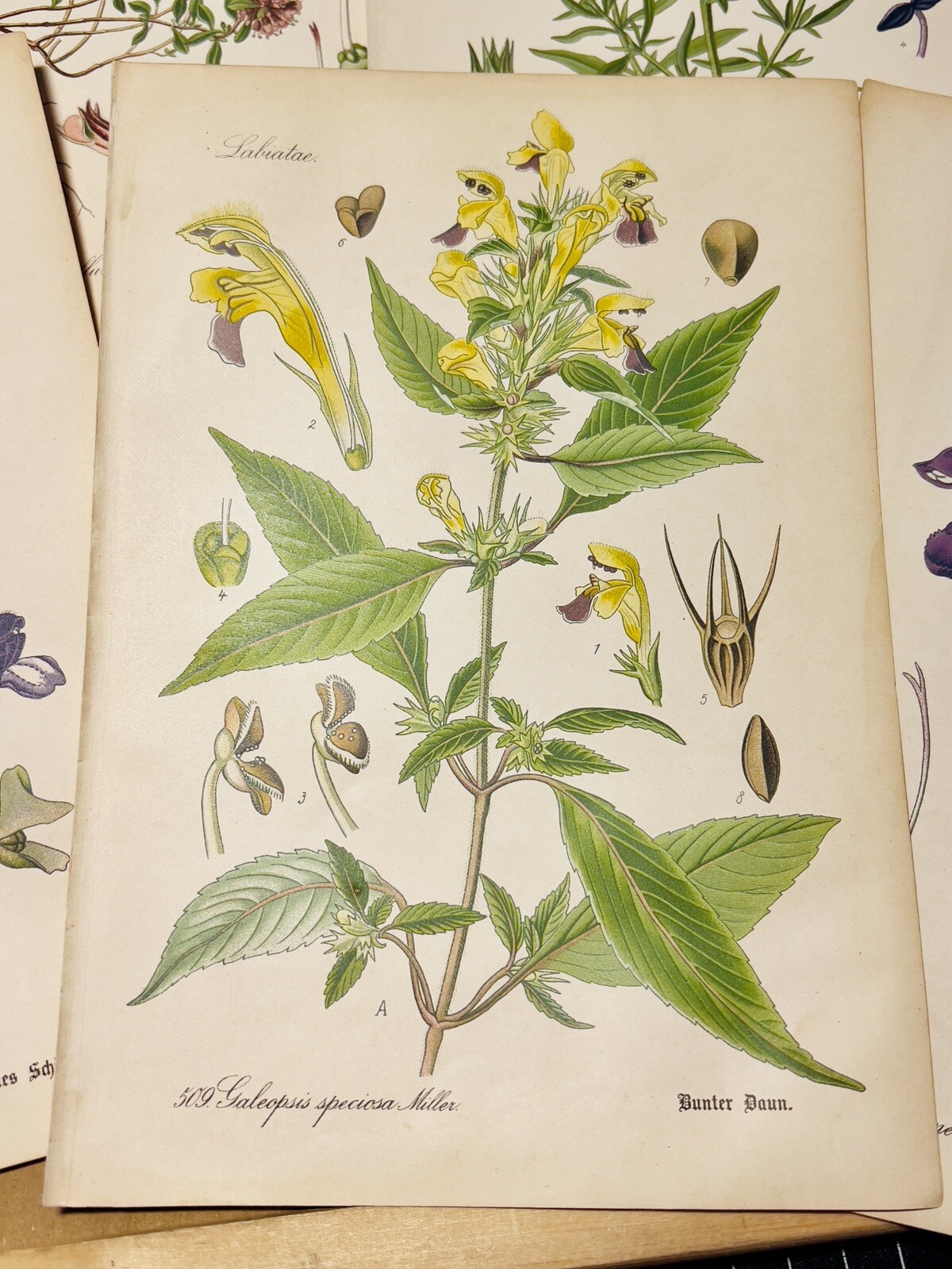 Set of 3 Antique Botanical Illustration 1886 Chromolithograph Vintage