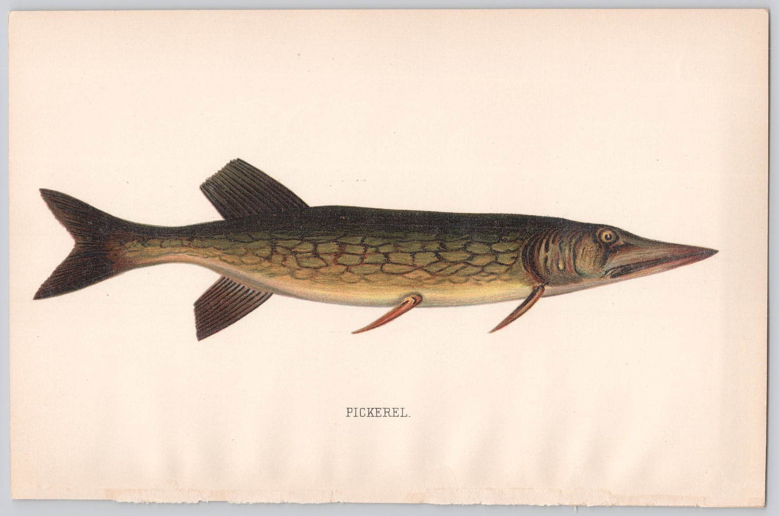 Pickerel Color Print Angling Sporting Art Lithograph Illustration
