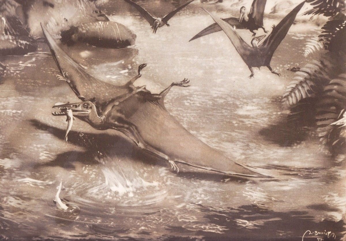 Prehistoric flying PTERODACTYLUS Sepia Print By Z Burian 1963 VF 8.25×12″