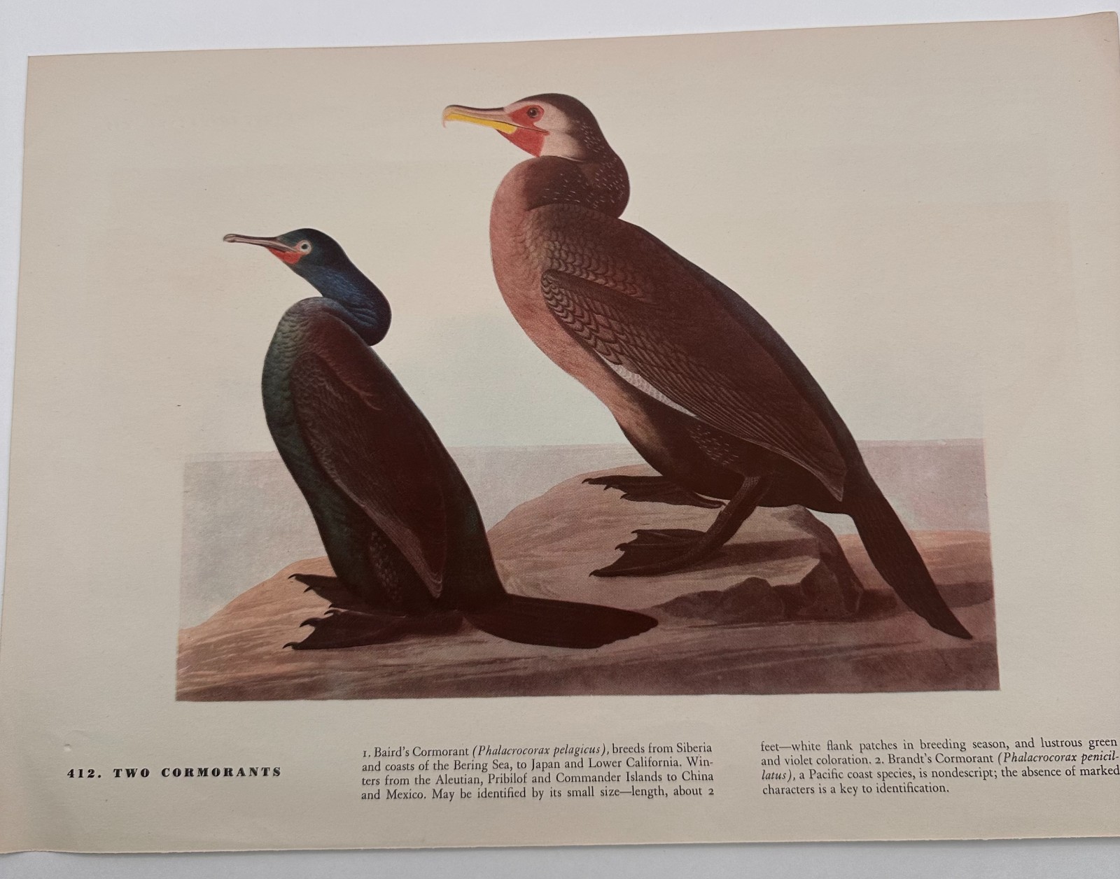 Audubon Whistling Swan Bird Print Vintage Natural History Book Plate