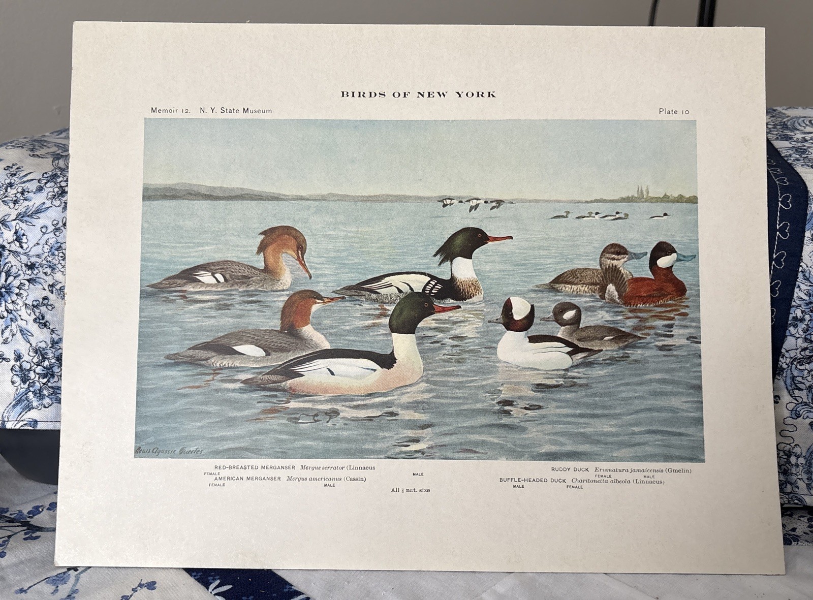1909 Book Plate #10 Birds of New York Merganser Ducks Louis Agassiz Fuertes