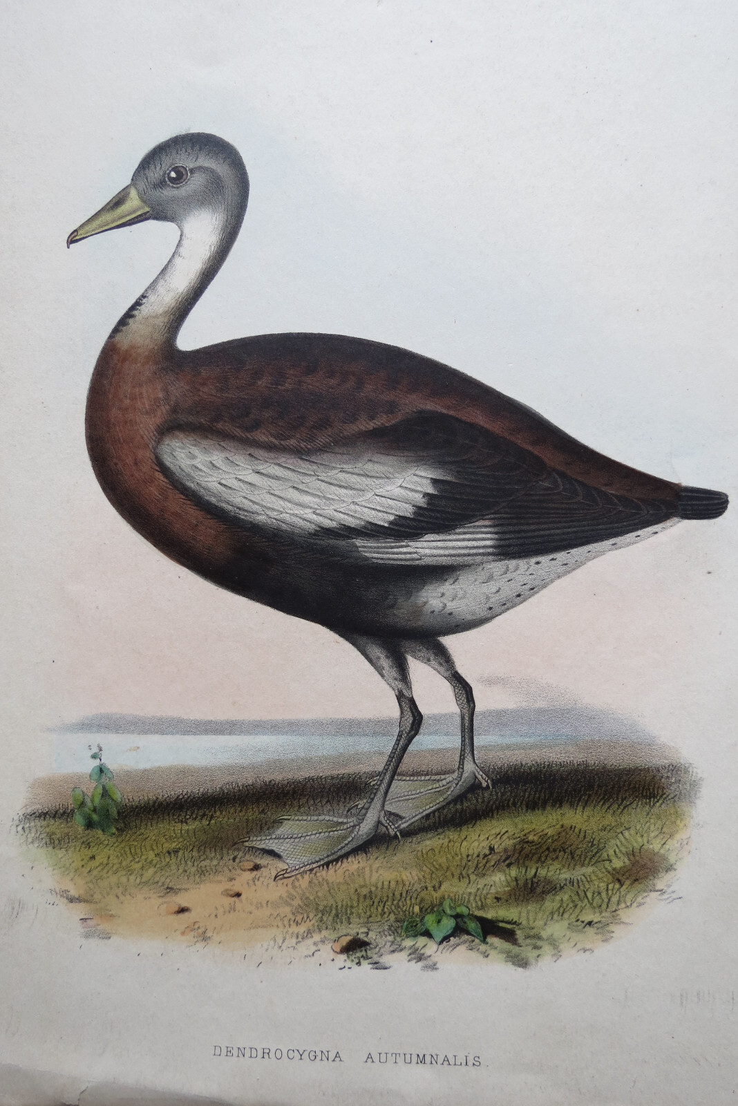 BLACK BELLIED DUCK 1859 US MEXICO BOUNDRY SURVEY PRINT Spence Fullerton Baird
