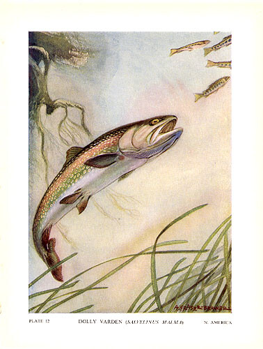 DOLLY VARDEN TROUT ~ Old 1940s Freshwater Game Fish Fishing Fisherman Art Print