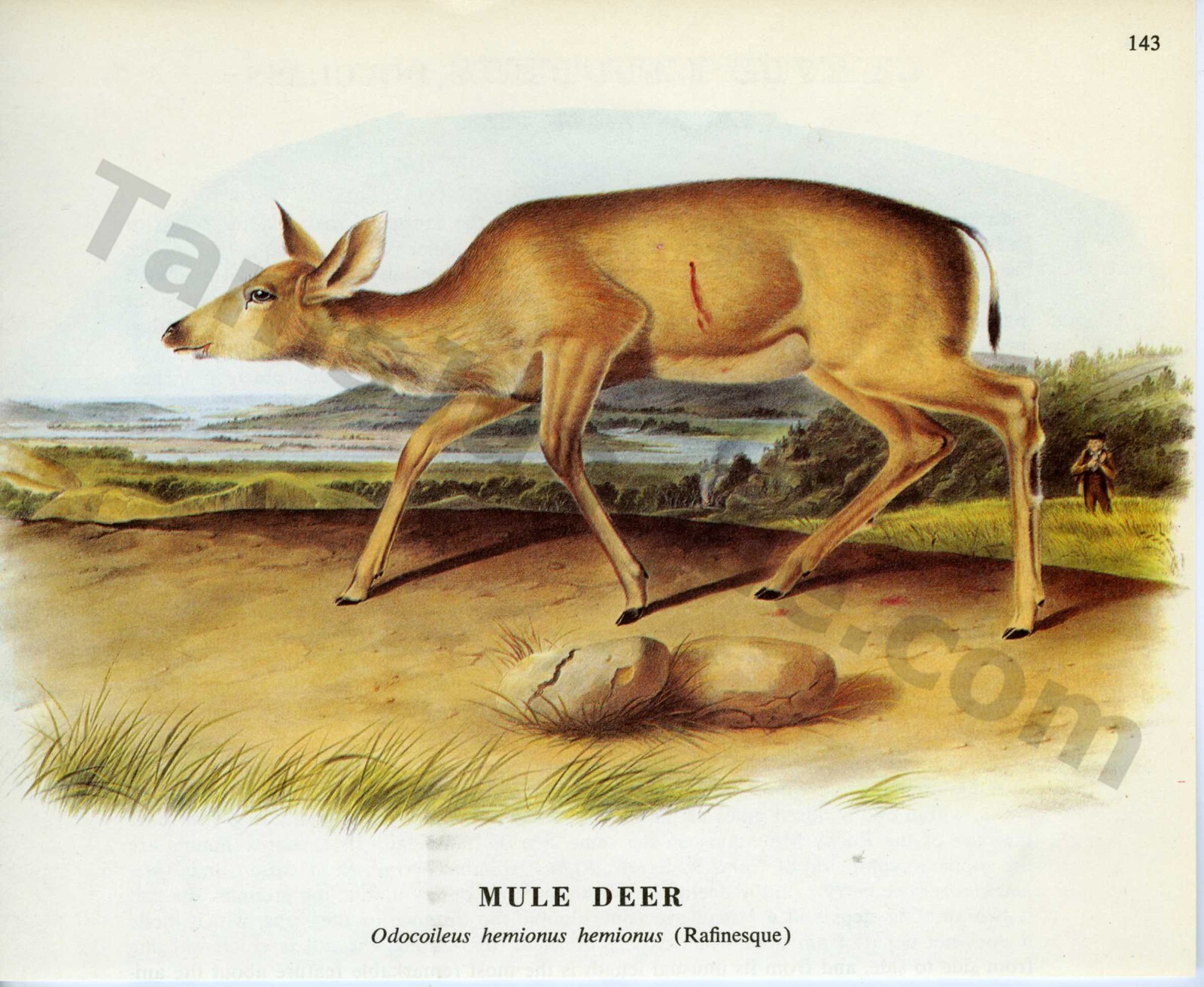 1968 James & Woodhouse Audubon MULE DEER (Rafinesque) Book Page Art (1440)