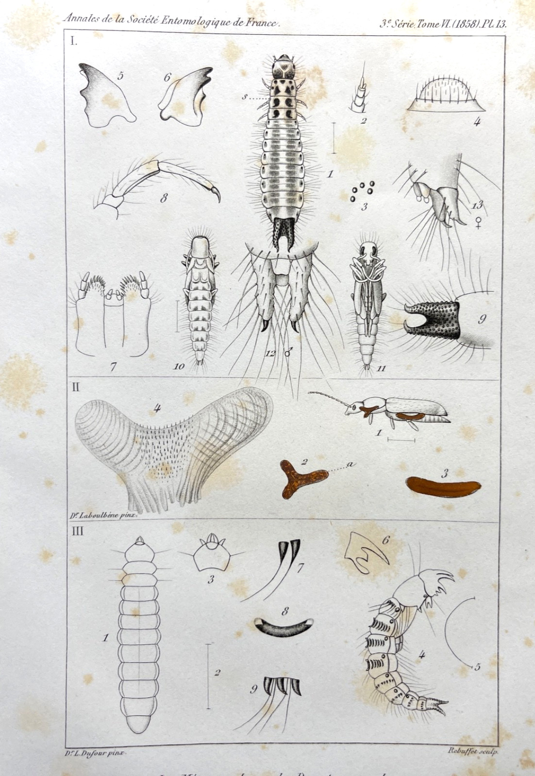 Antique Insect Print 1858 Entomology Illustration Plate Beetle Bee Fly Anatomy