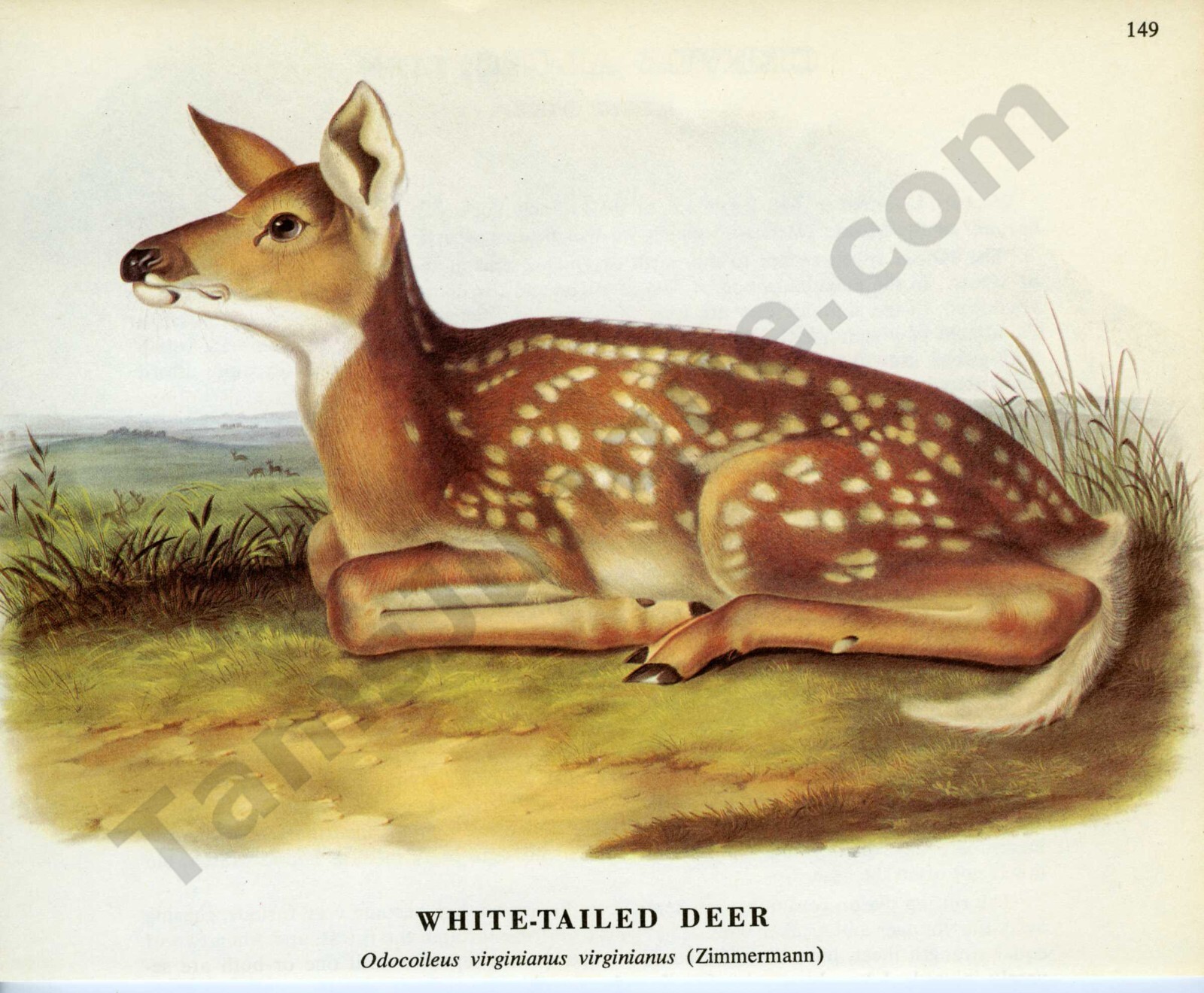 1968 James & Woodhouse Audubon WHITE TAILED DEER FAWN Book Page Art (1437)