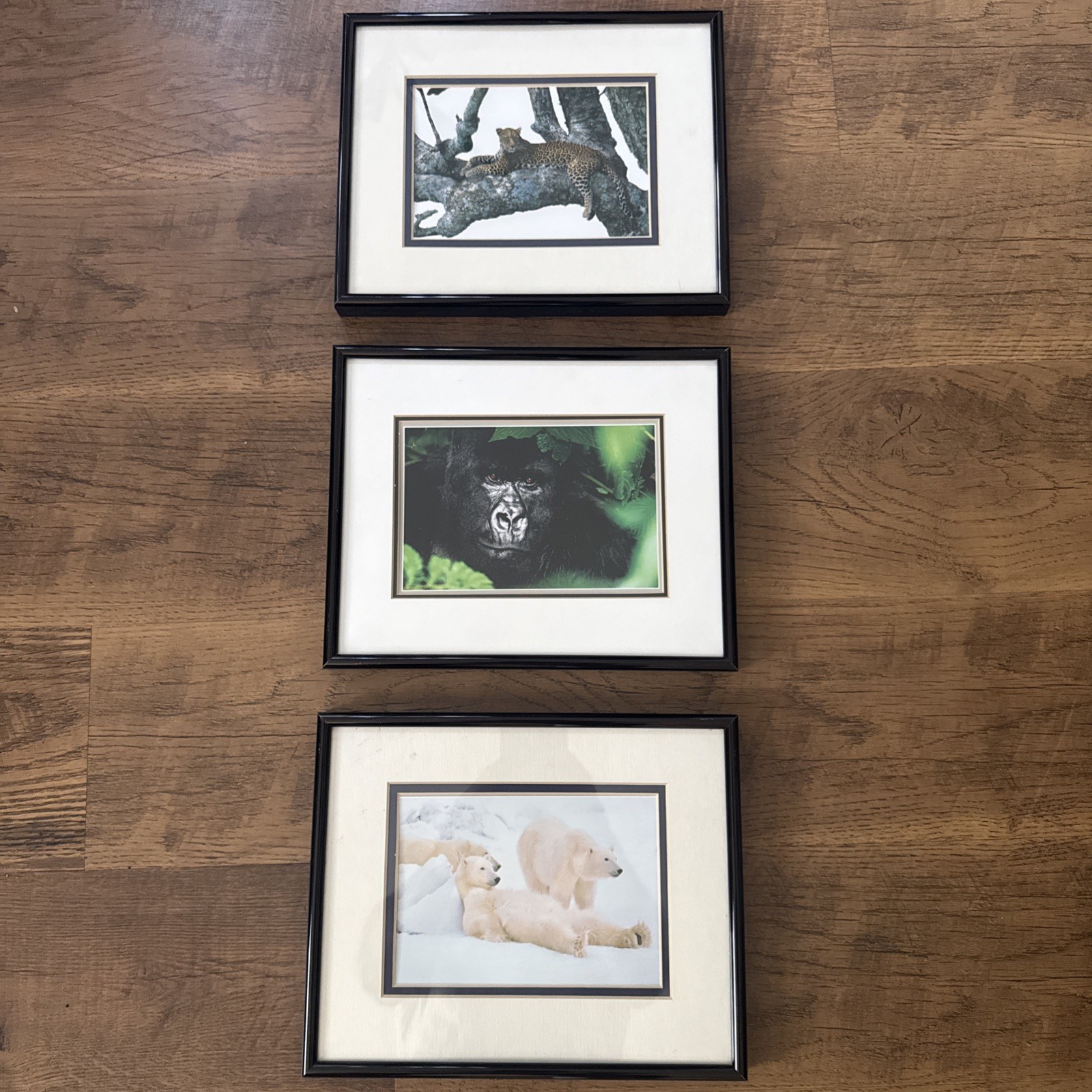 Set 3 Wildlife 8.5” X 10.5” Matted & Framed Artist Thomas Mangelsen