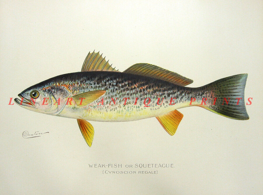 WEAKFISH GRAY SEA TROUT Squeteague, 1902 Denton Game Fishing Fisherman Art Print