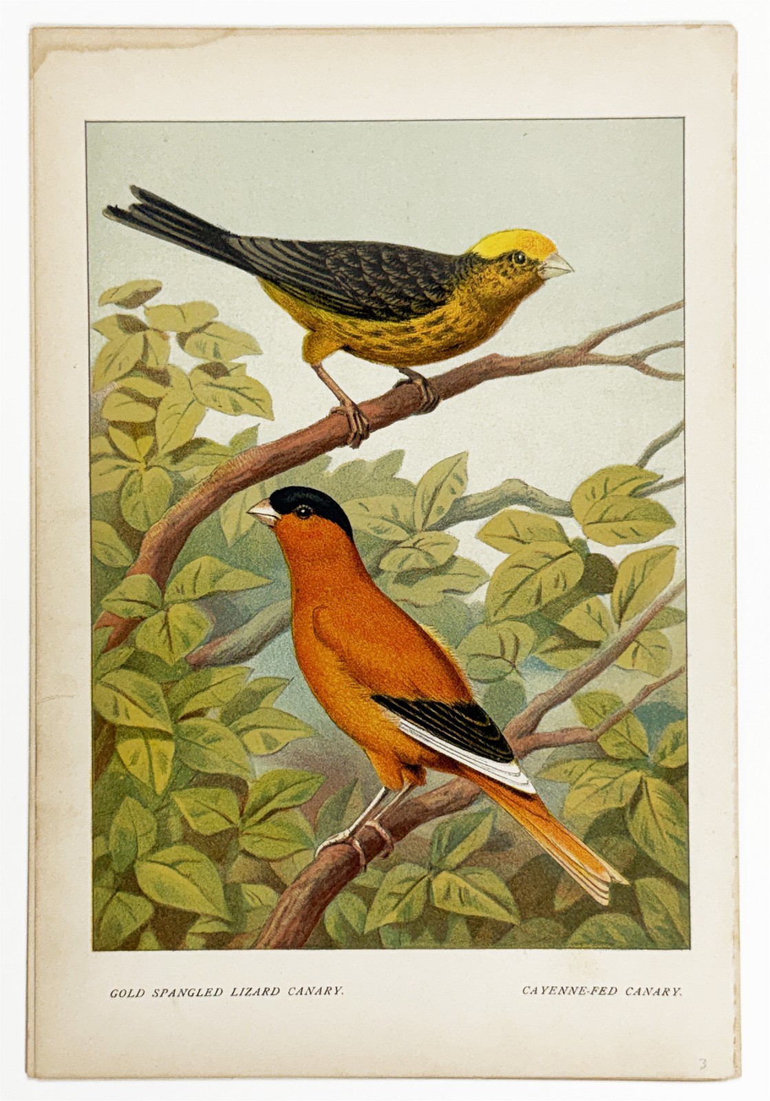 Original 1883 Canaries and Cage Birds Color Lithograph: Lizard & Cayenne Canary