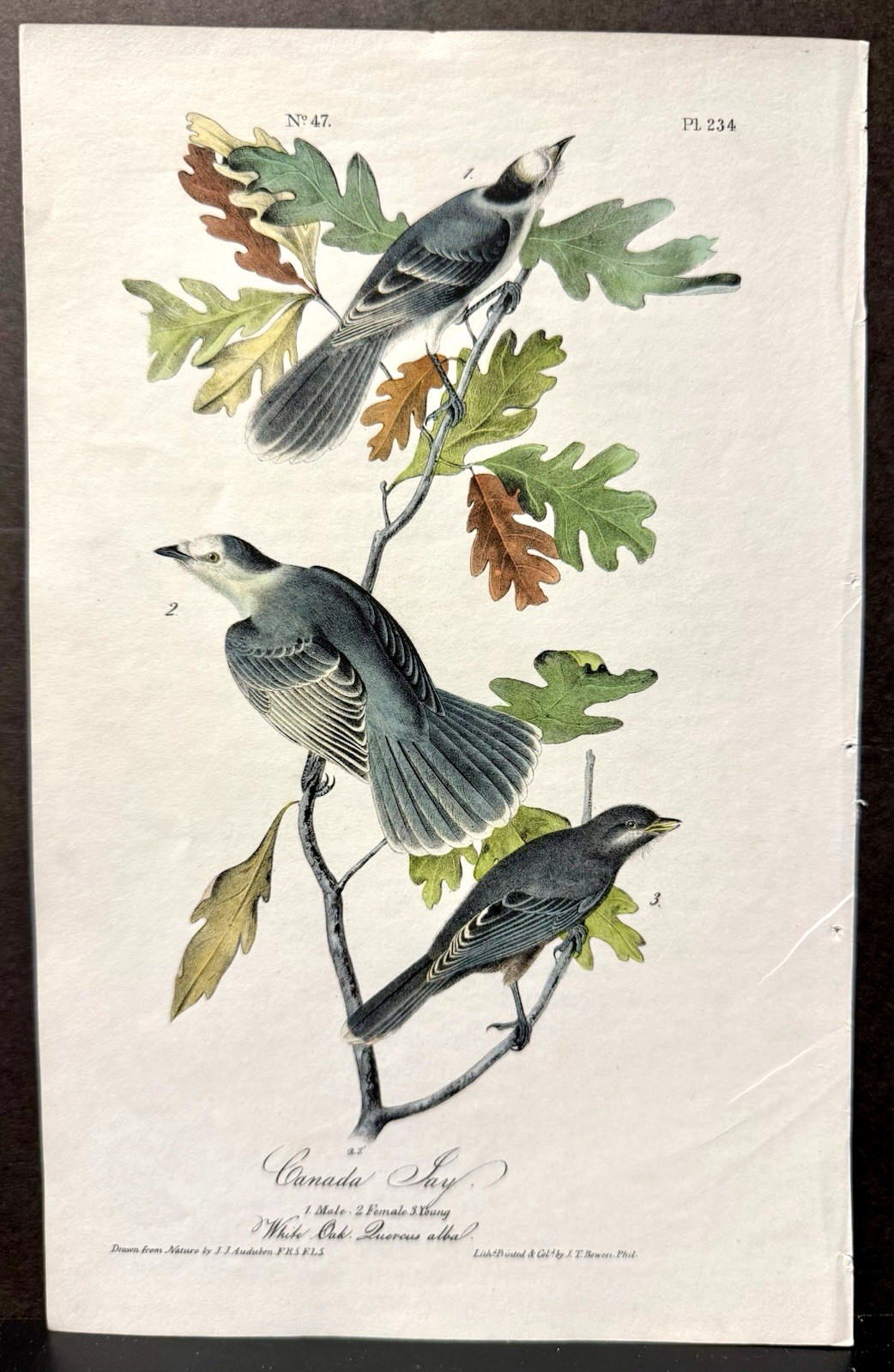 Audubon Octavo 1st Edition Bird Art – CANADA JAY (pair w/young), c1840’s