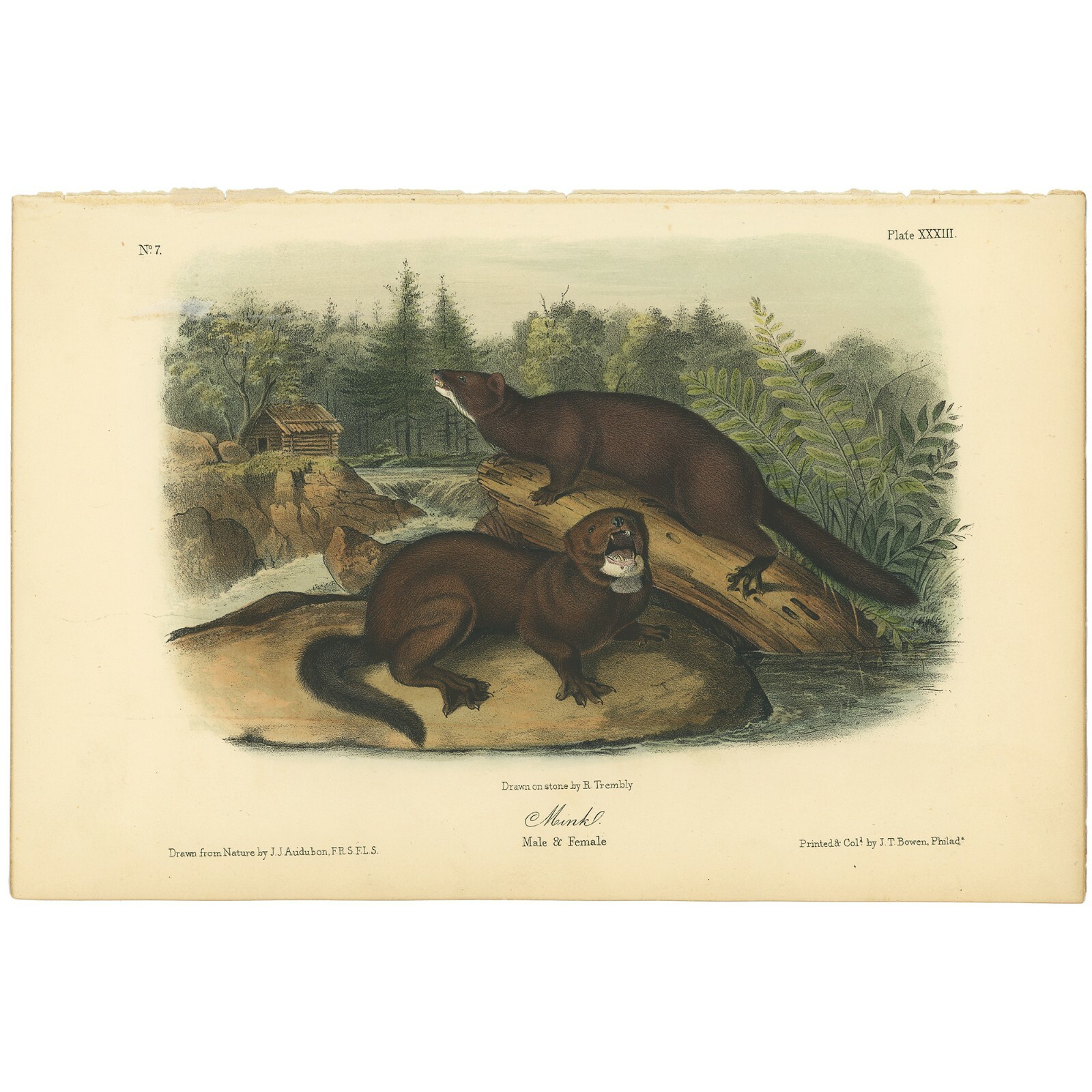 Audubon Quadrupeds Octavo Bowen 1849 hand-colored lithograph Pl 33 Mink