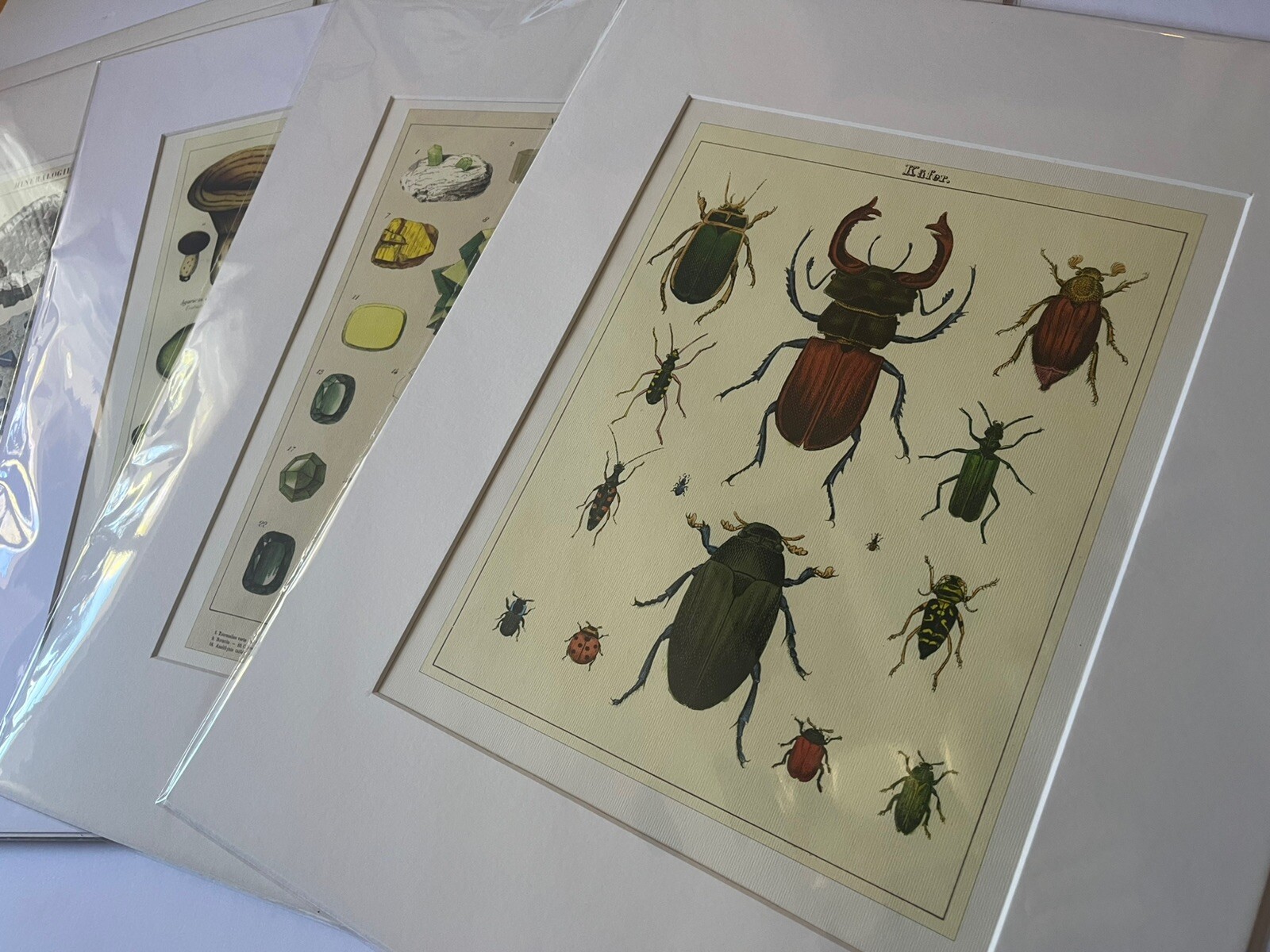Beetles Vintage Style Curiosities Print Archival Matted 16×20