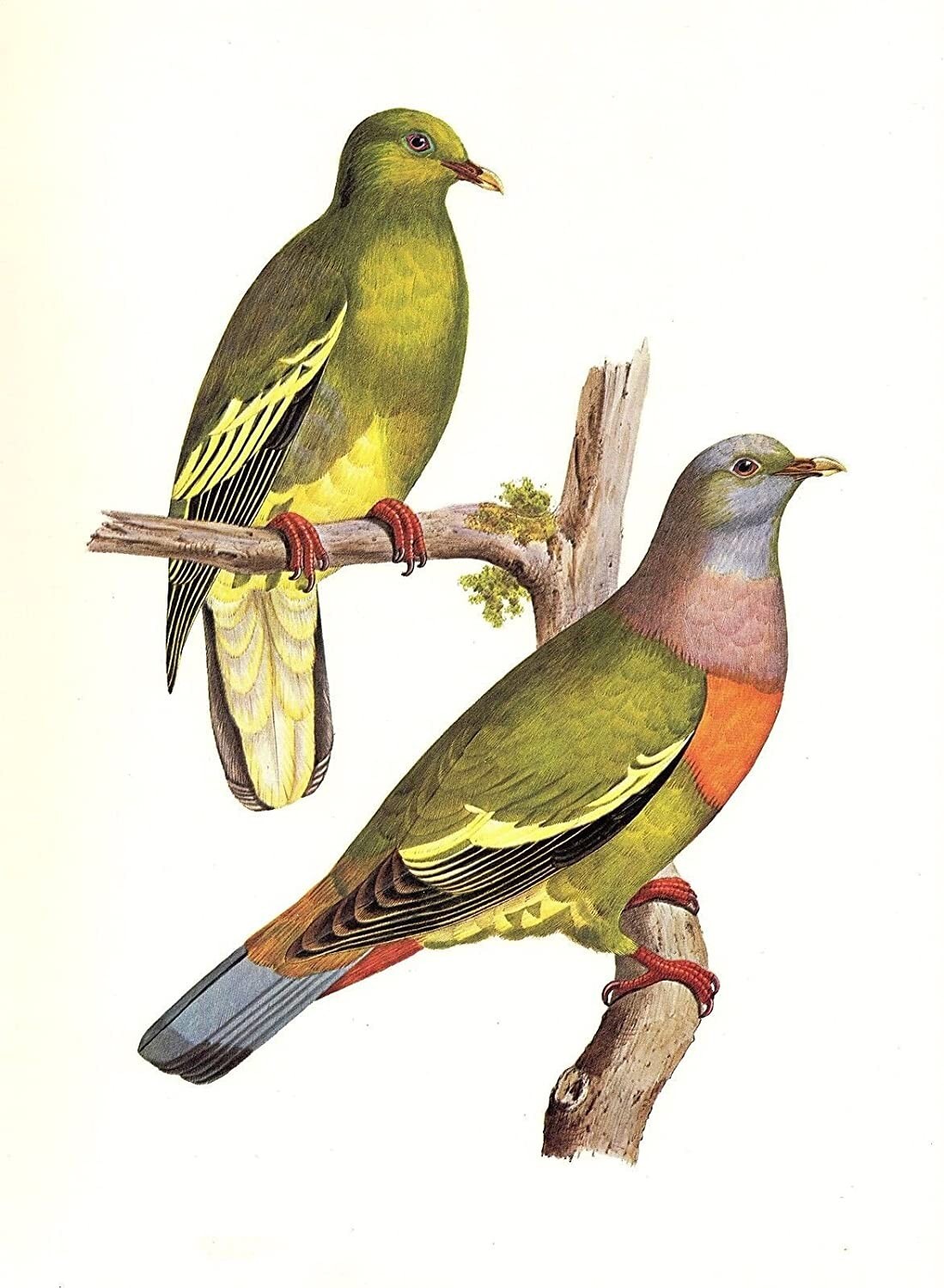 1977 VINTAGE LAROUSSE “PINK NECKED GREEN PIGEON” GORGEOUS COLOR Art Lithograph